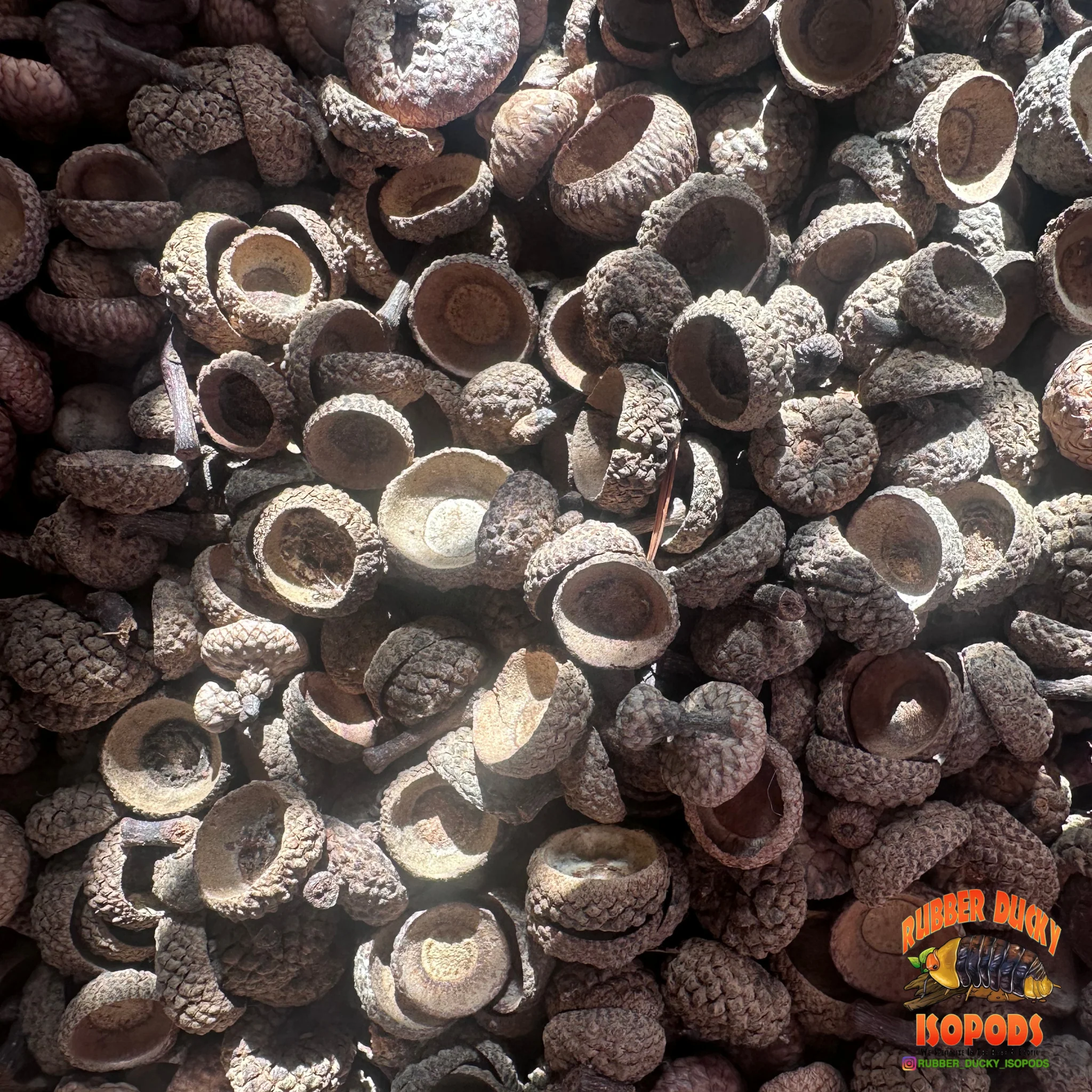 Acorn Caps | Natural Hides & Decor for Isopods, Springtails & Bioactive Setups - Image 2