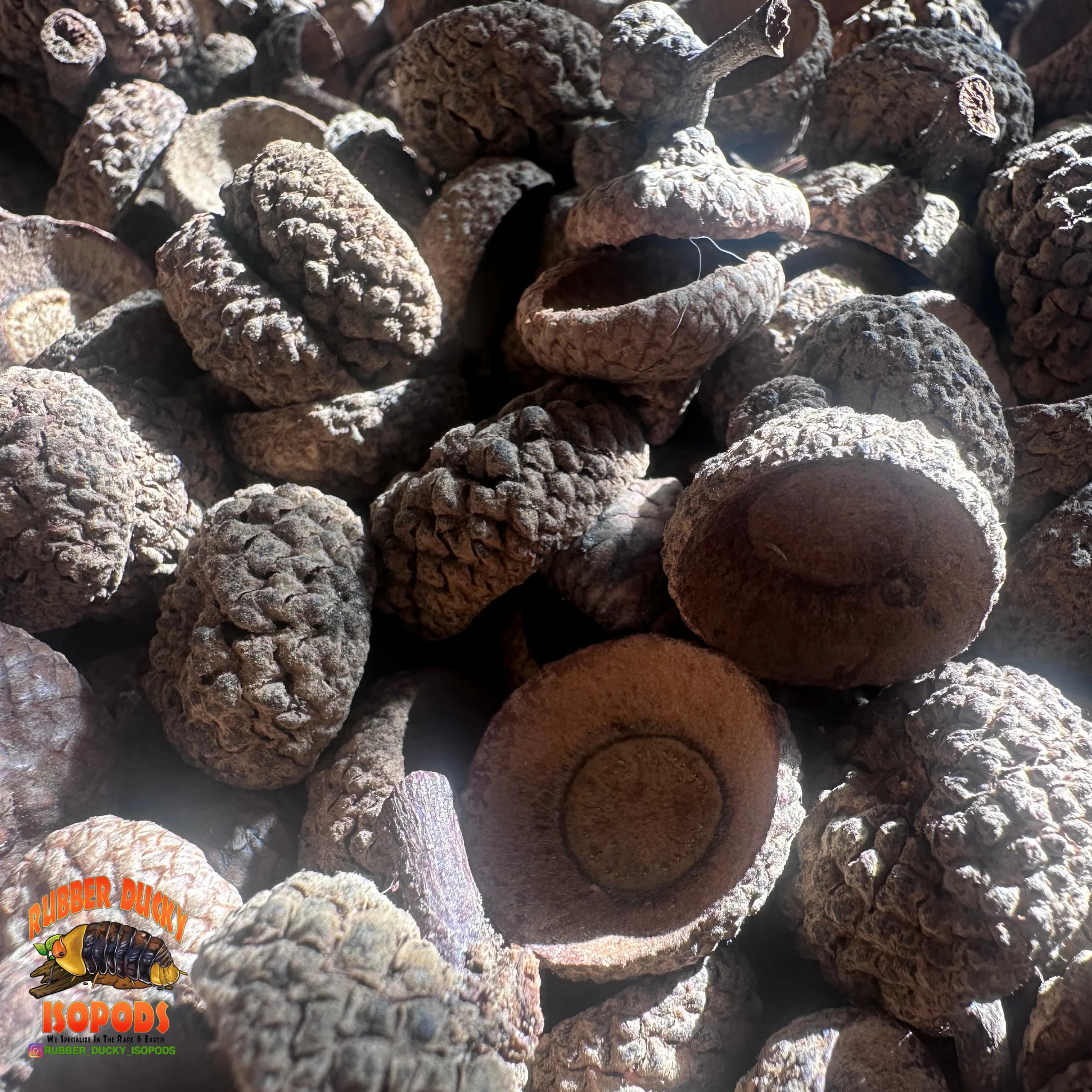 Acorn Caps | Natural Hides & Decor for Isopods, Springtails & Bioactive Setups - Image 3