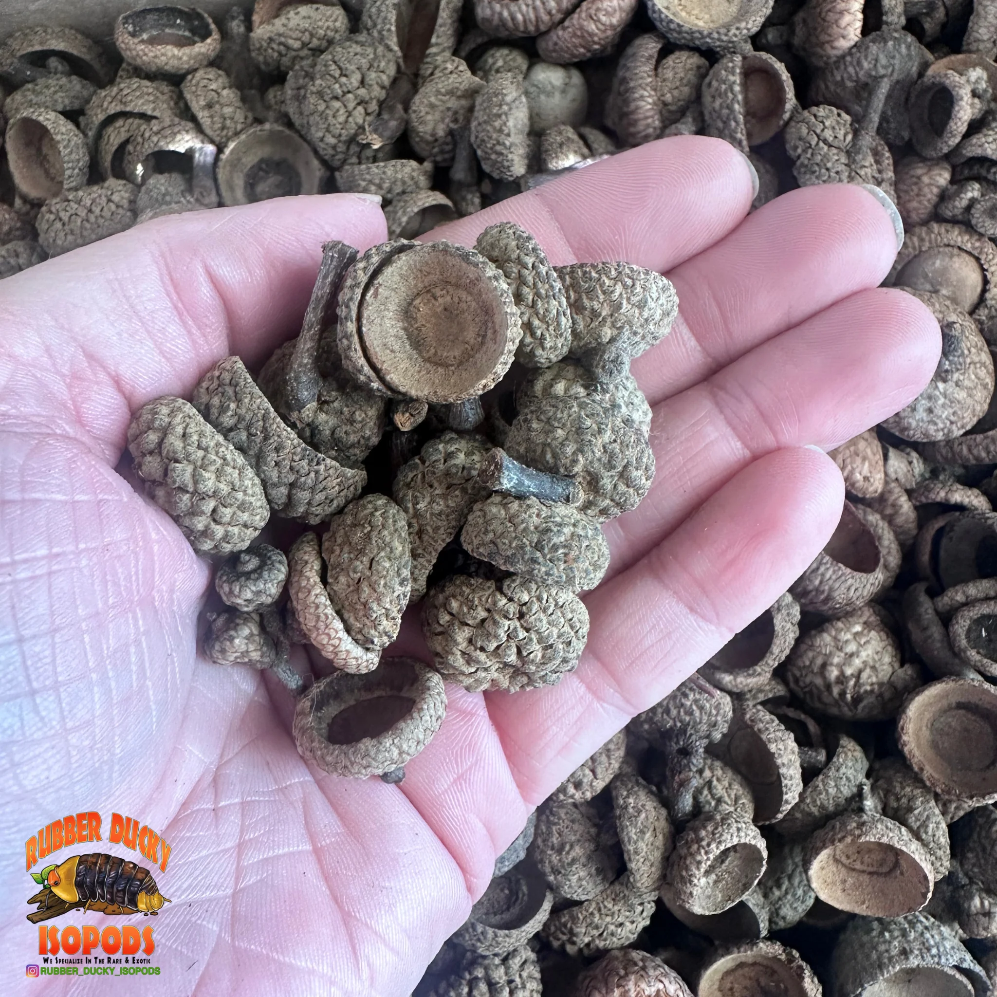 Acorn Caps | Natural Hides & Decor for Isopods, Springtails & Bioactive Setups - Image 4