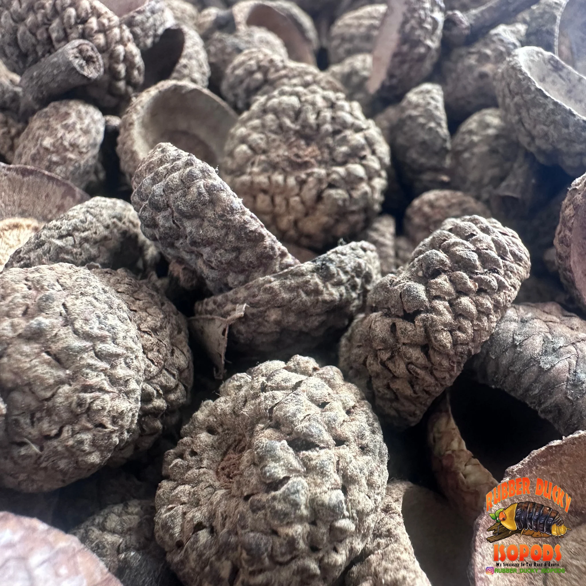 Acorn Caps | Natural Hides & Decor for Isopods, Springtails & Bioactive Setups - Image 5
