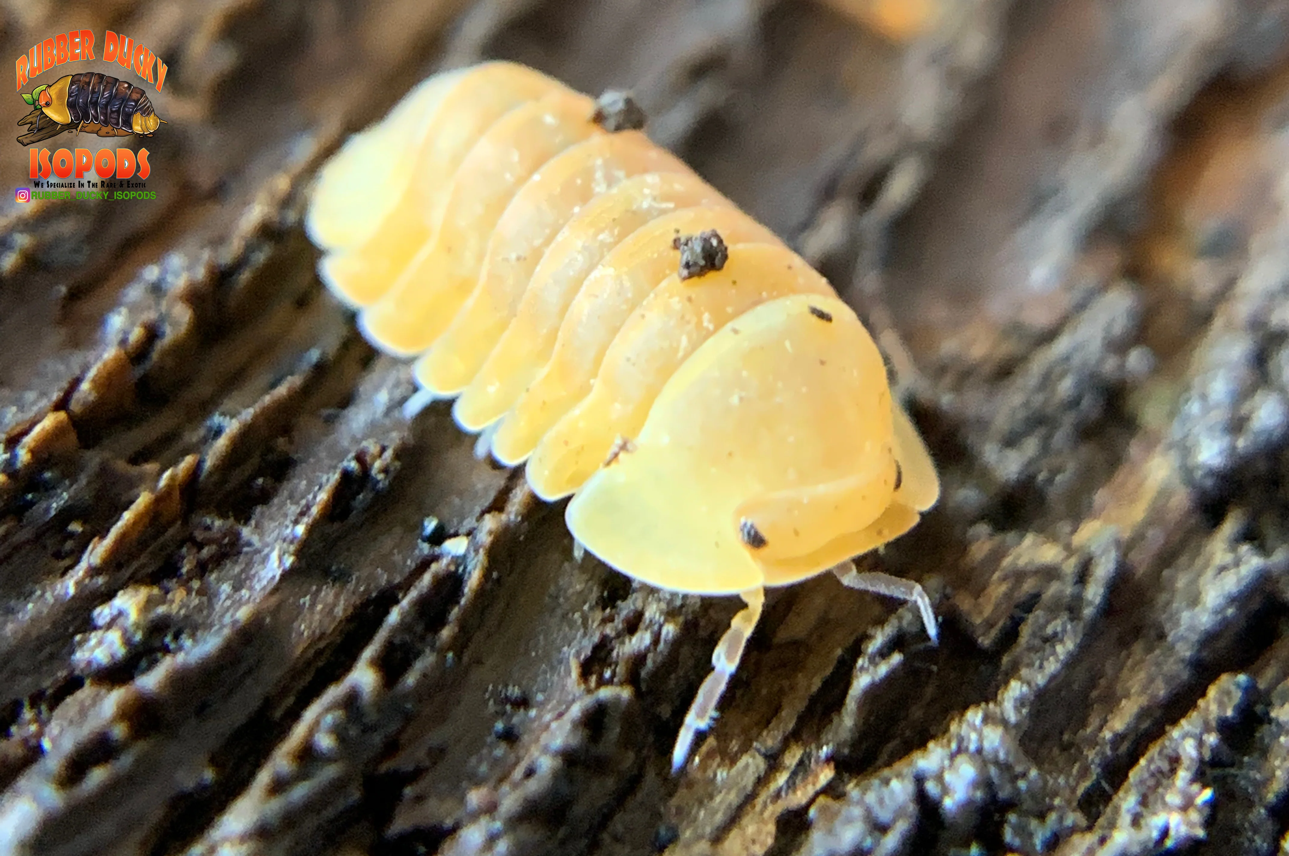 "Blonde Rubber Ducky" Designer Isopods (Cubaris sp) ULTRA RARE 6 Count - Image 2