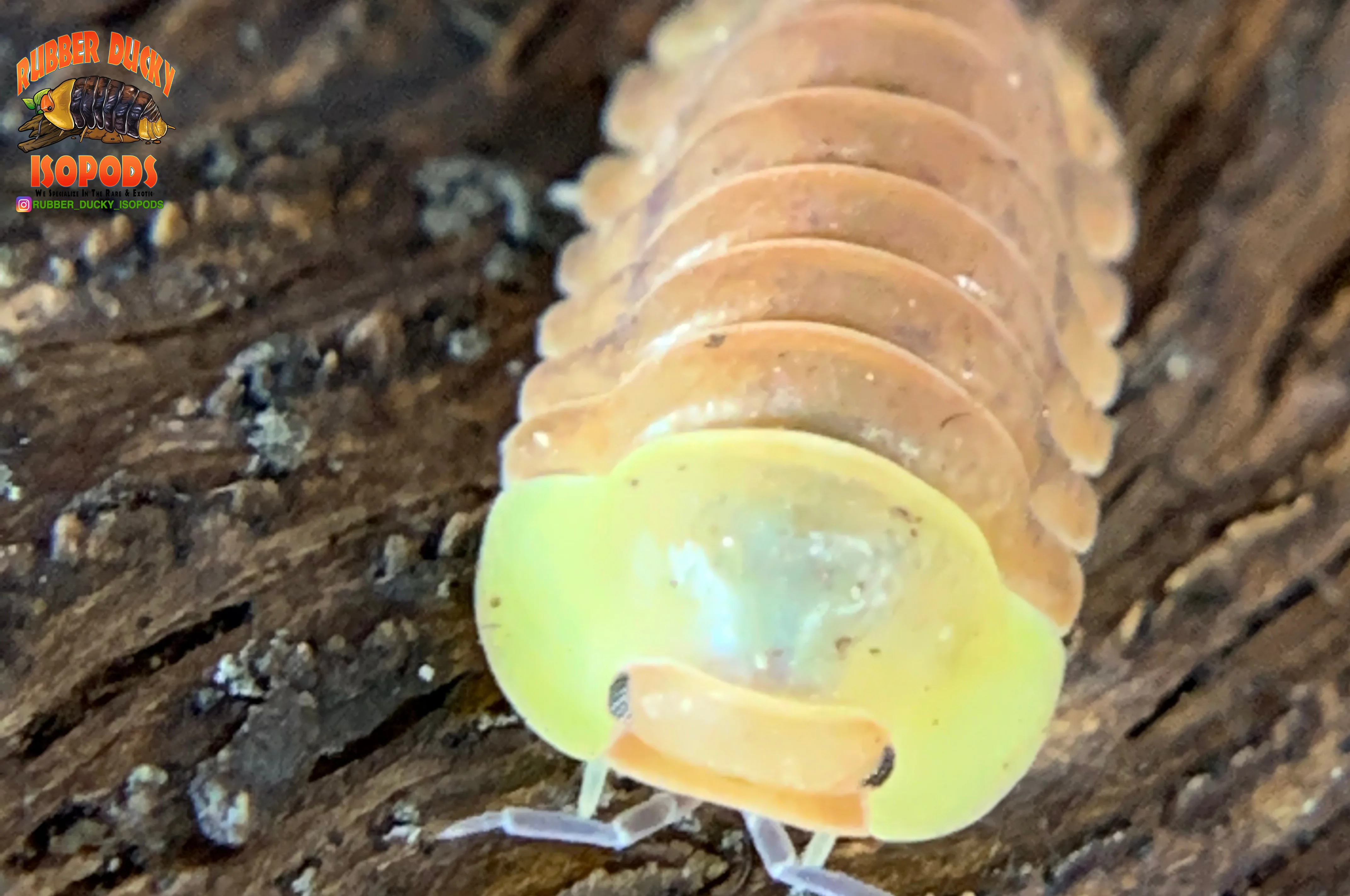 "Blonde Rubber Ducky" Designer Isopods (Cubaris sp) ULTRA RARE 6 Count - Image 3