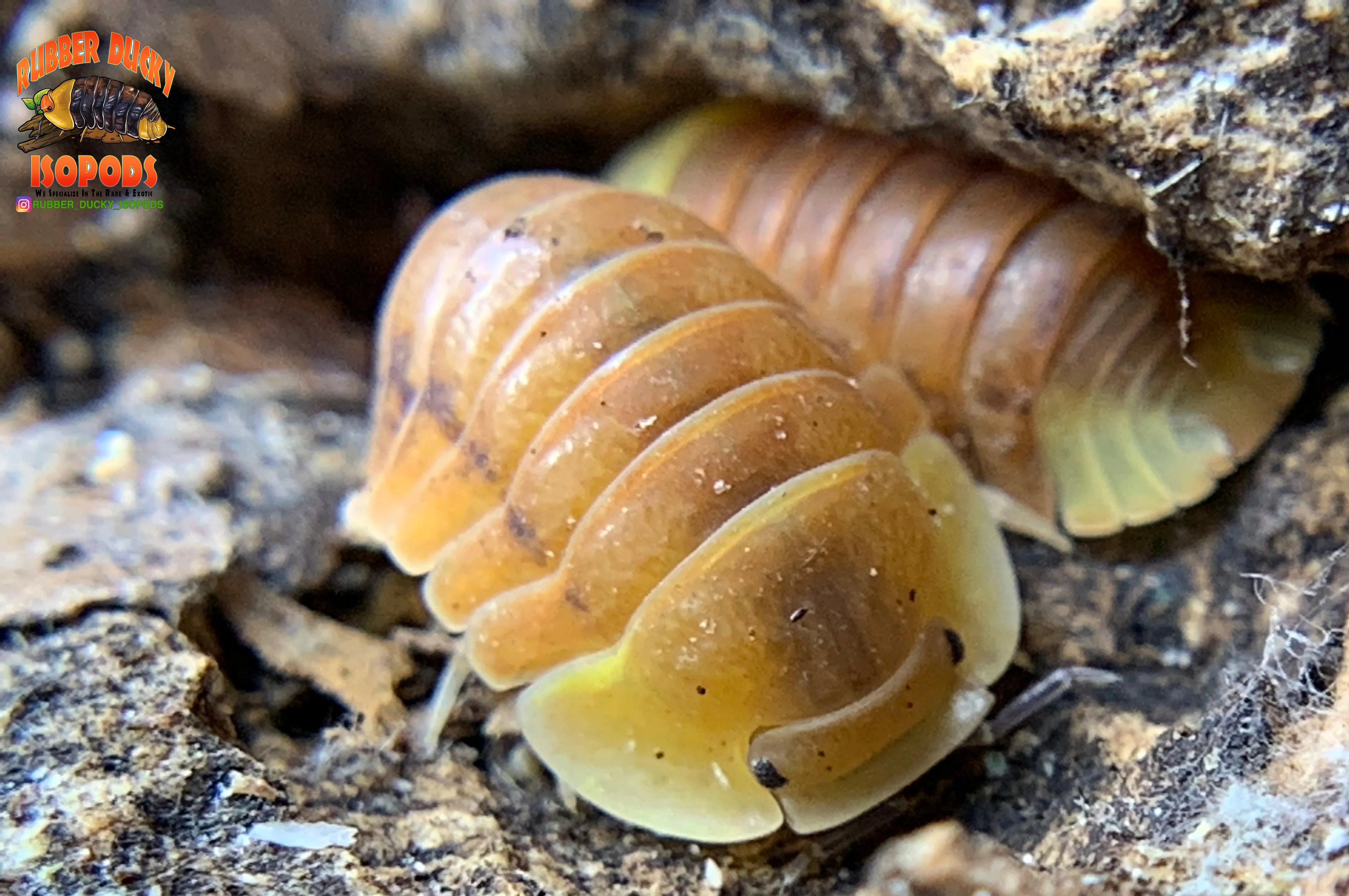 "Blonde Rubber Ducky" Designer Isopods (Cubaris sp) ULTRA RARE 6 Count - Image 4