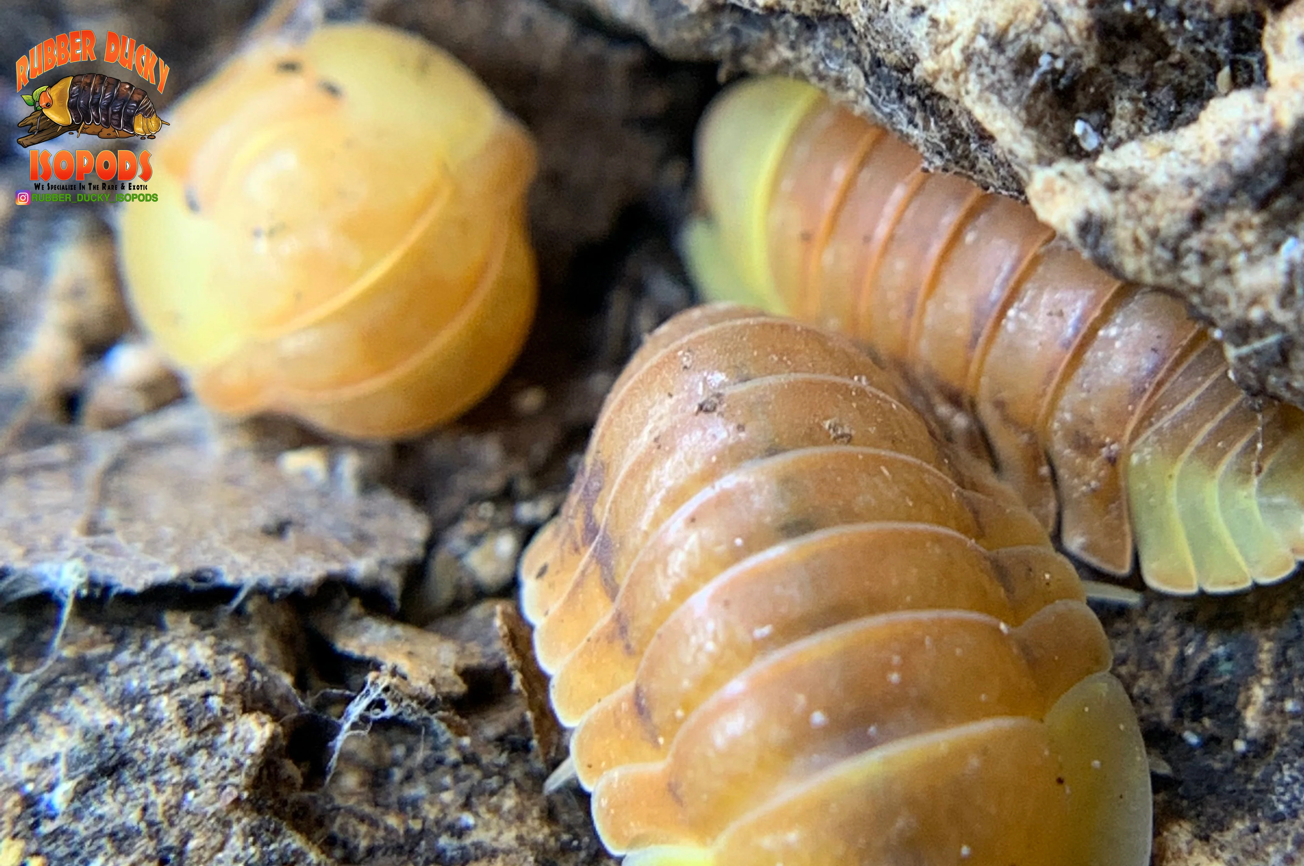 "Blonde Rubber Ducky" Designer Isopods (Cubaris sp) ULTRA RARE 6 Count - Image 5