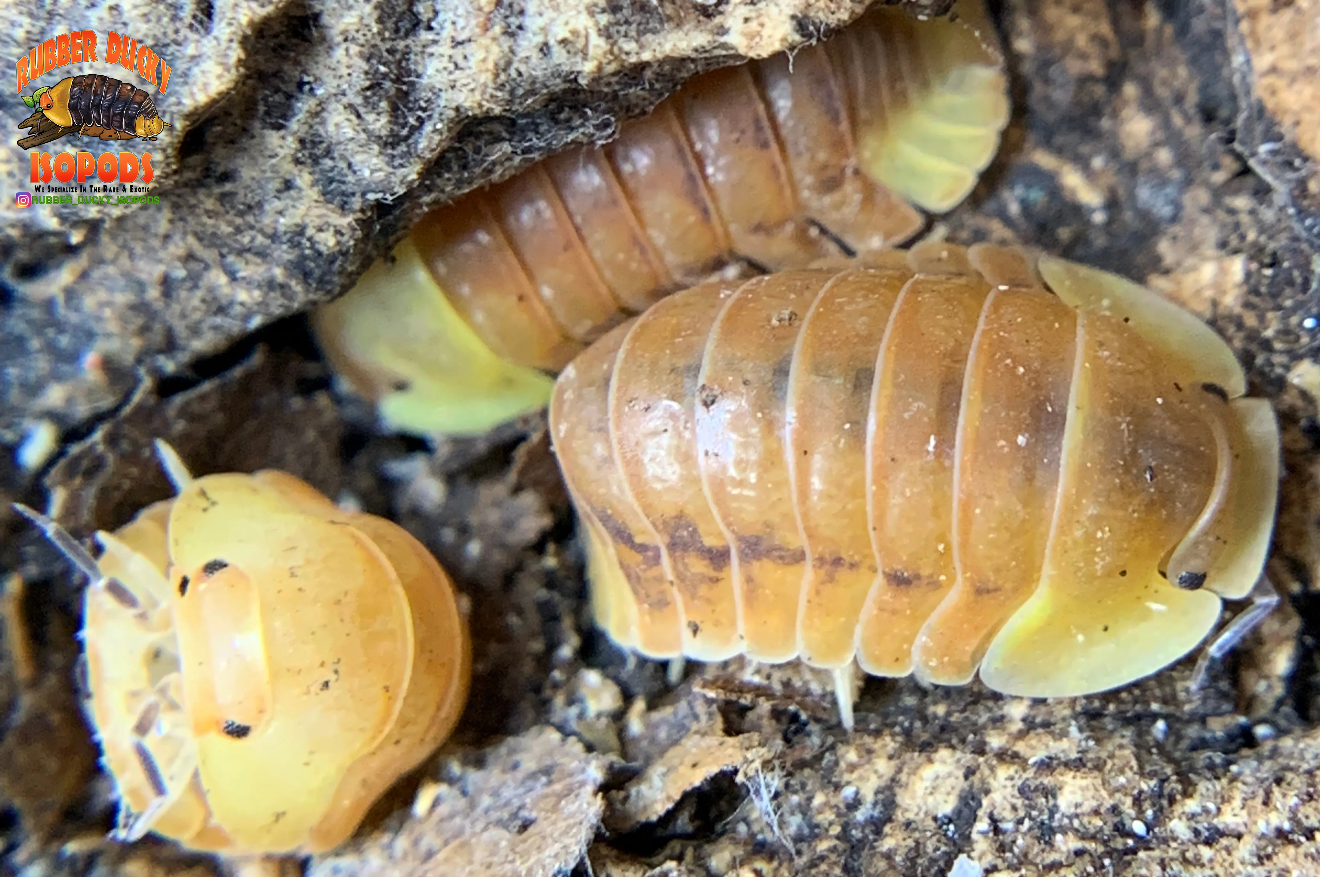 "Blonde Rubber Ducky" Designer Isopods (Cubaris sp) ULTRA RARE 6 Count - Image 6