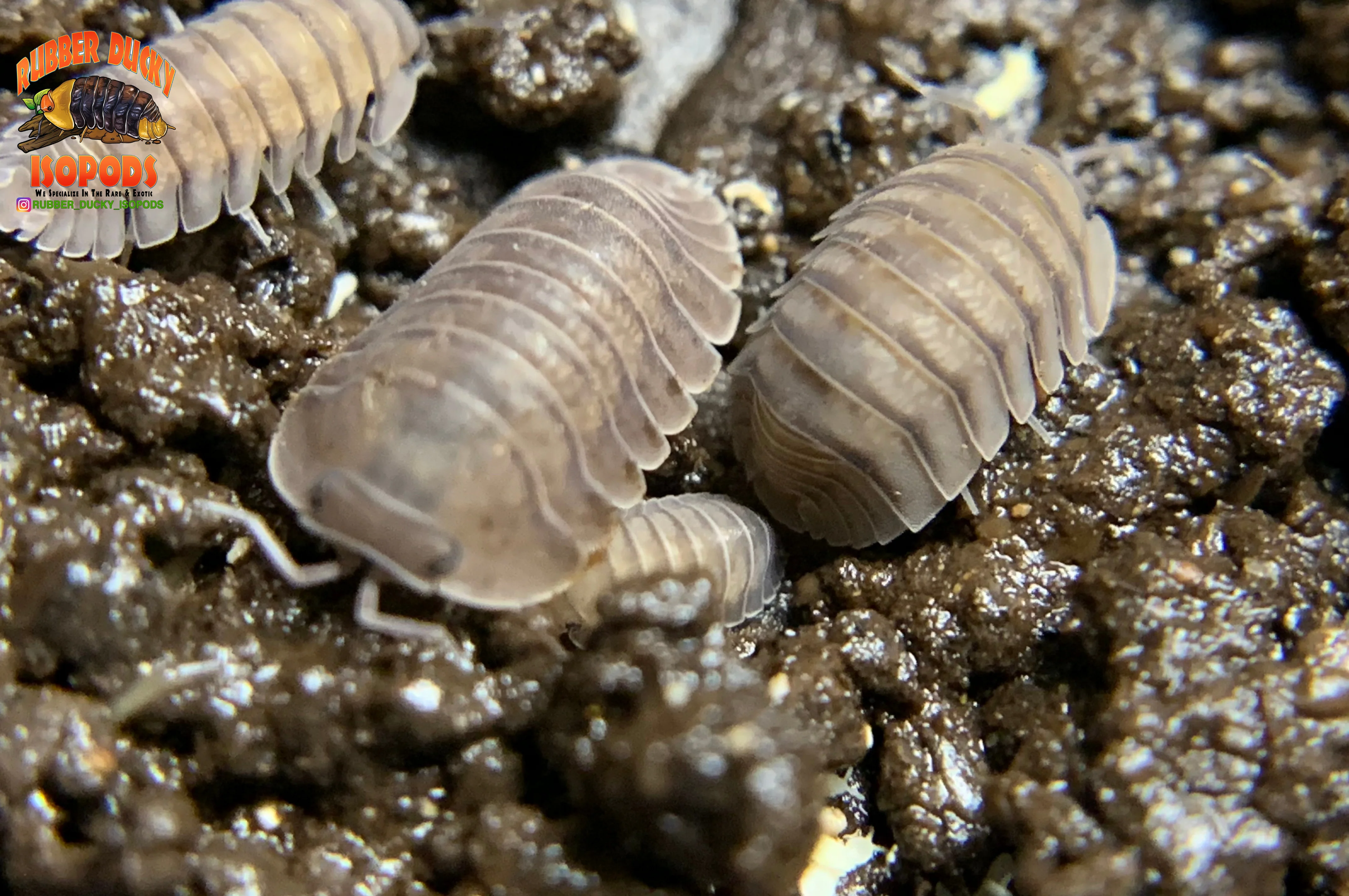 "Blue Pigeon" Sought After Designer Isopods (Cubaris sp) 6 Count - Image 2