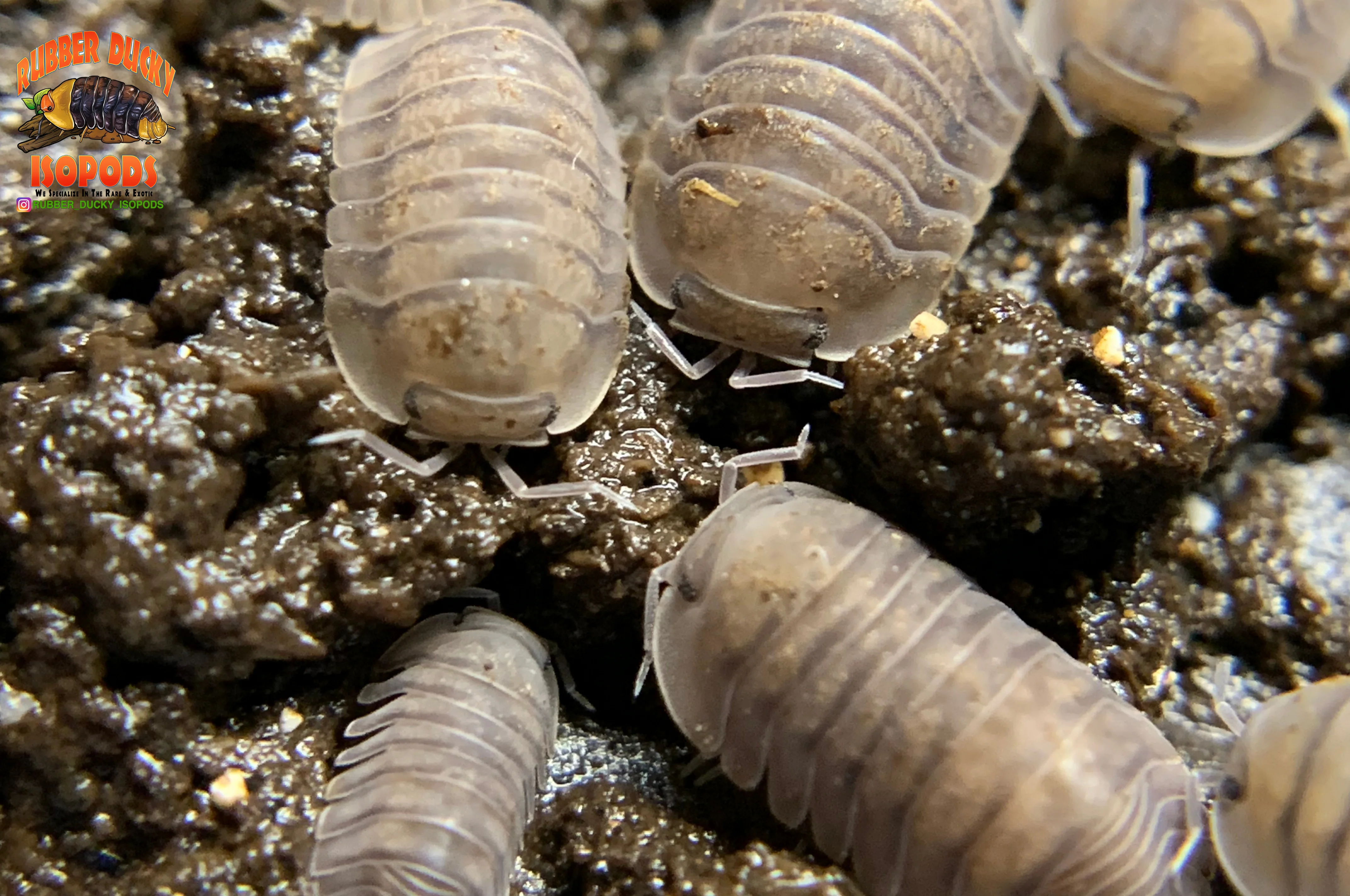 "Blue Pigeon" Sought After Designer Isopods (Cubaris sp) 6 Count - Image 3