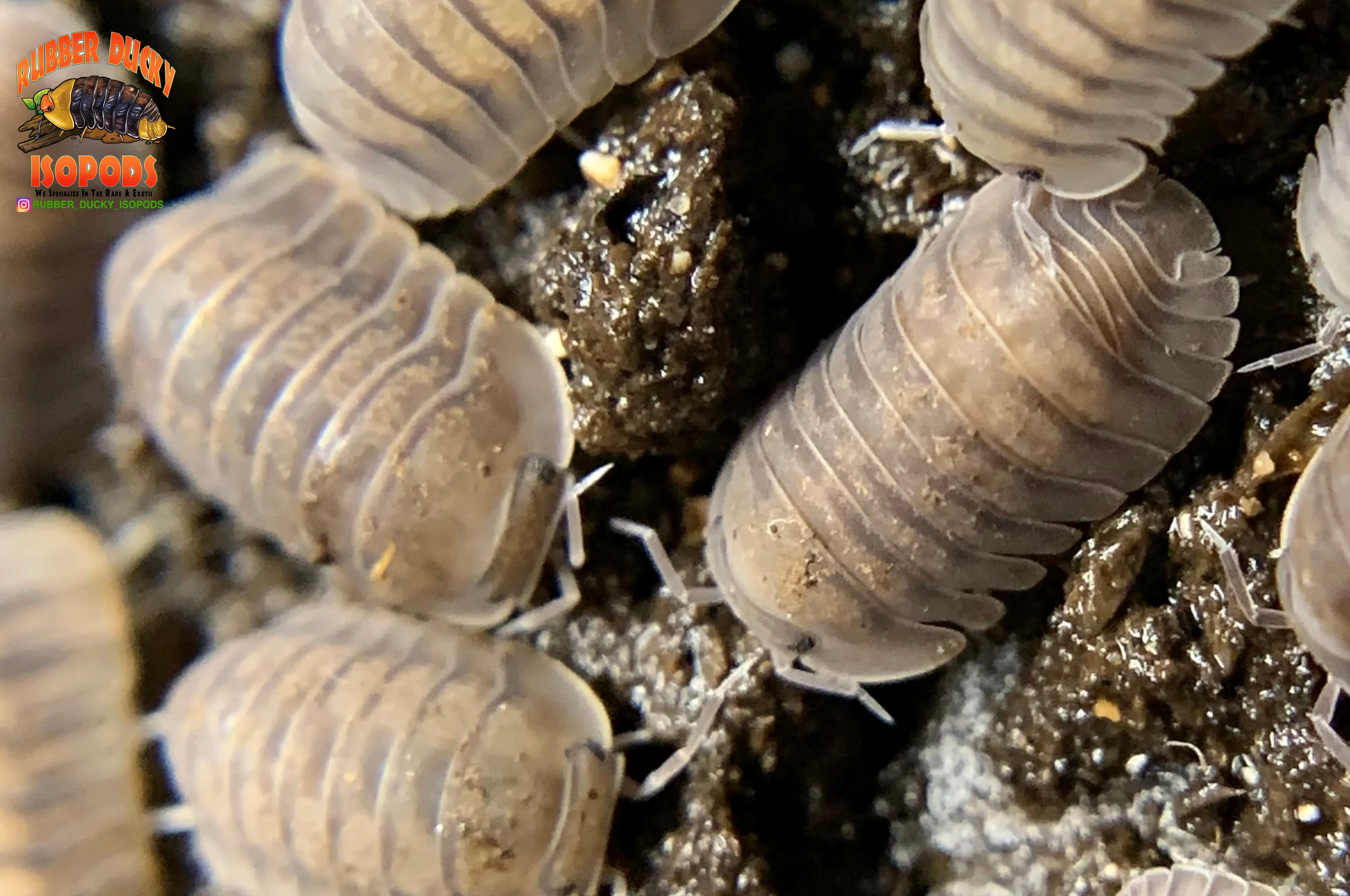 "Blue Pigeon" Sought After Designer Isopods (Cubaris sp) 6 Count - Image 4