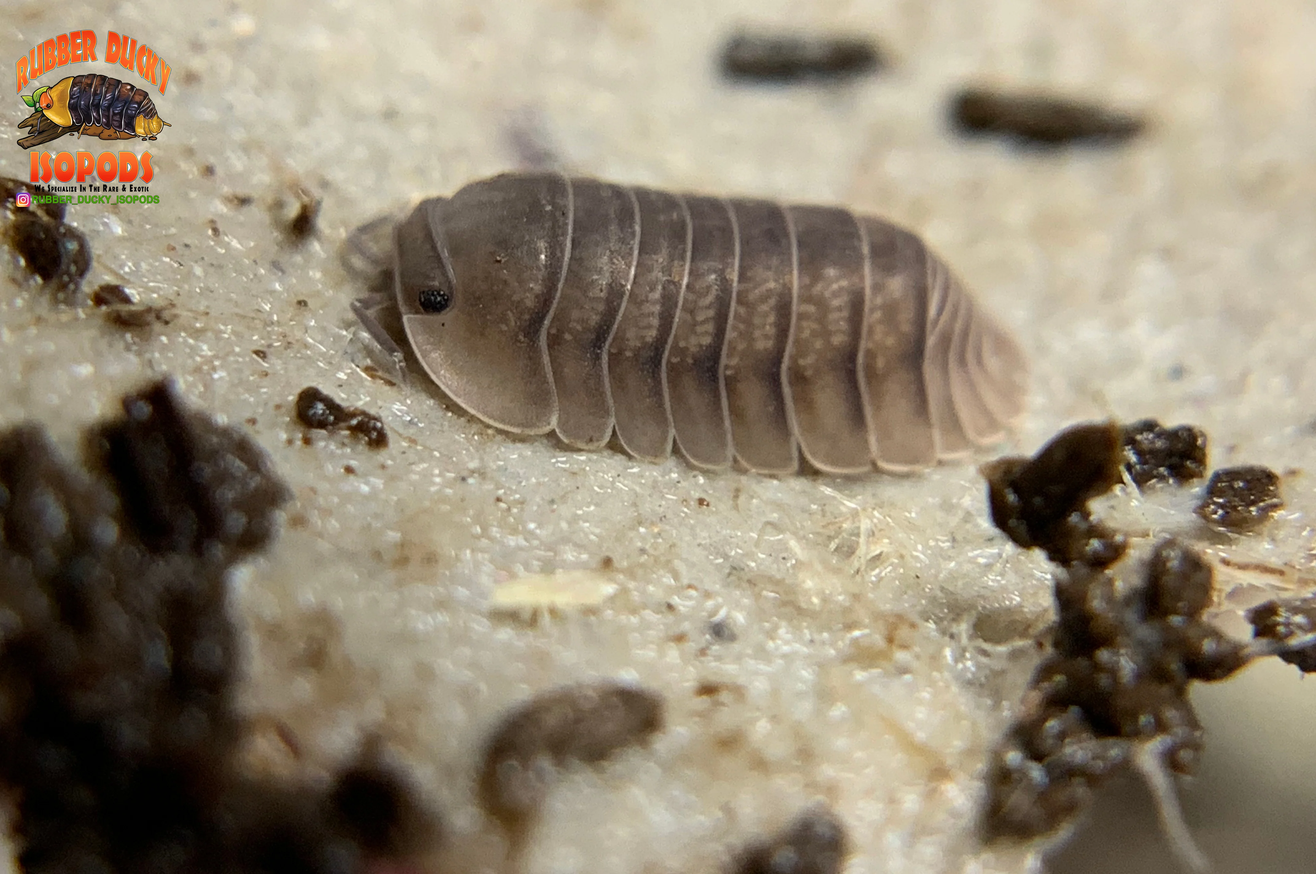 "Blue Pigeon" Sought After Designer Isopods (Cubaris sp) 6 Count - Image 5