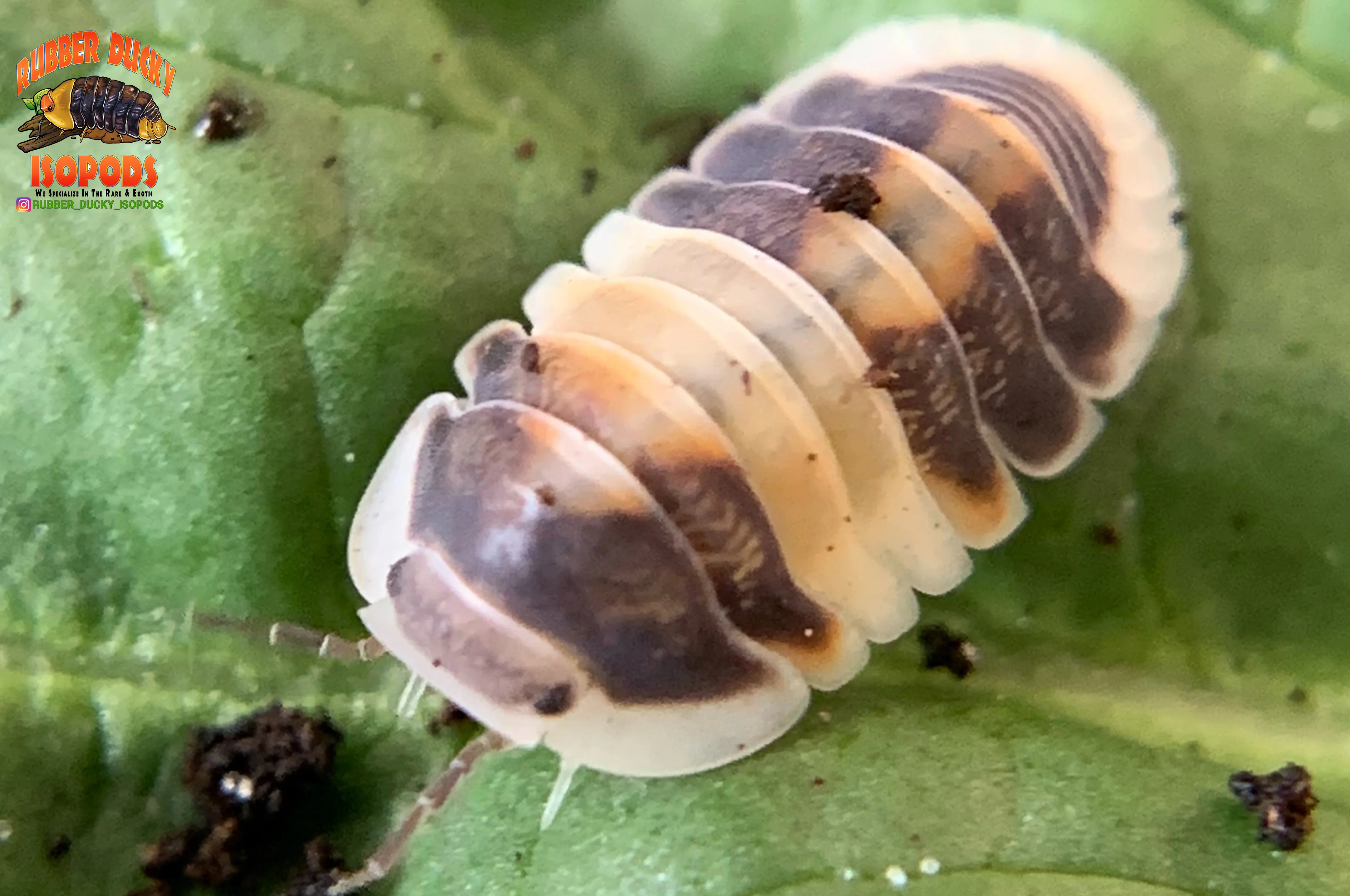 "Cappuccino" Brightly Colored High End Designer Isopods (Cubaris sp.) 6 Count - Image 2