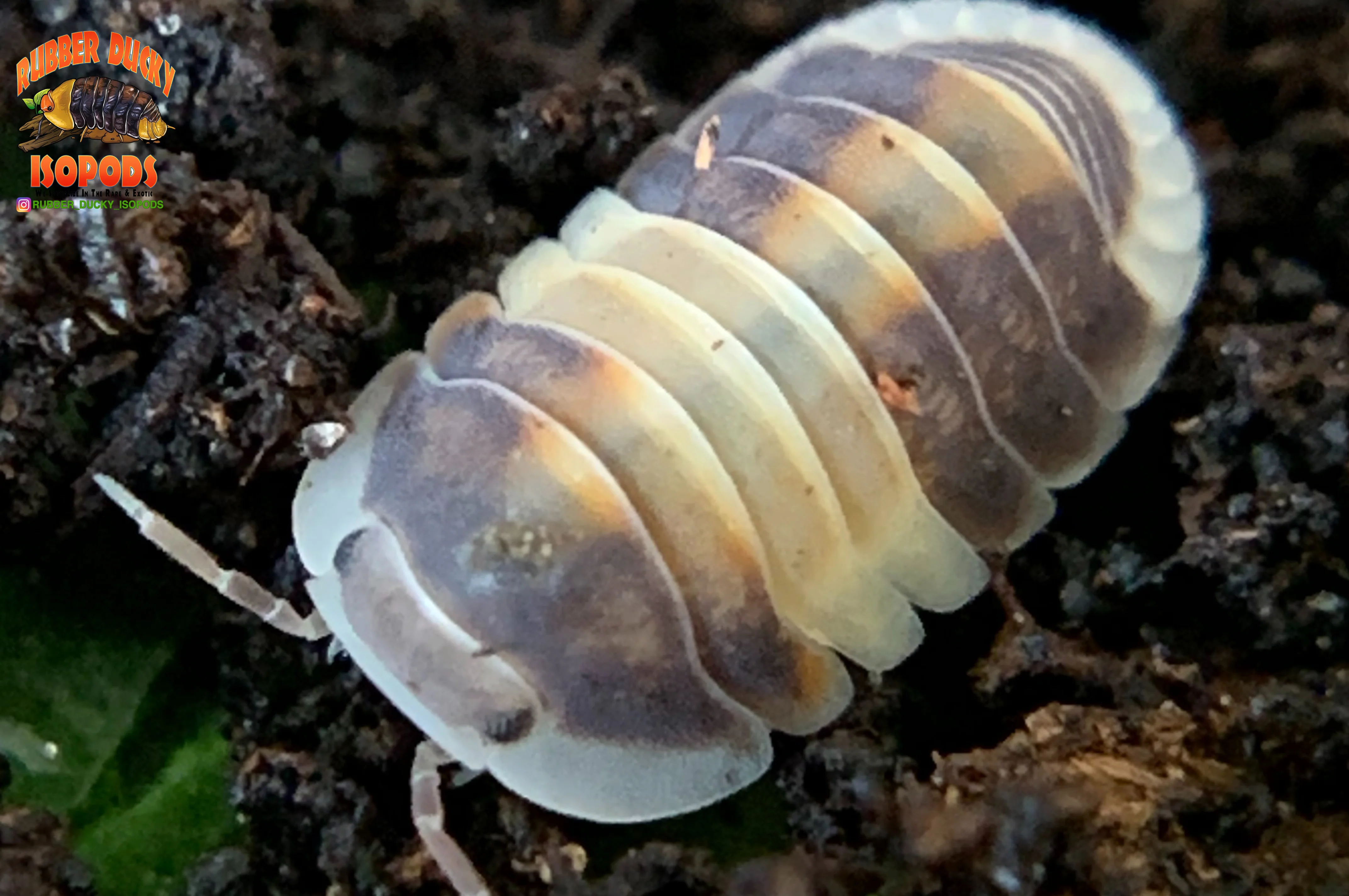 "Cappuccino" Brightly Colored High End Designer Isopods (Cubaris sp.) 6 Count - Image 4