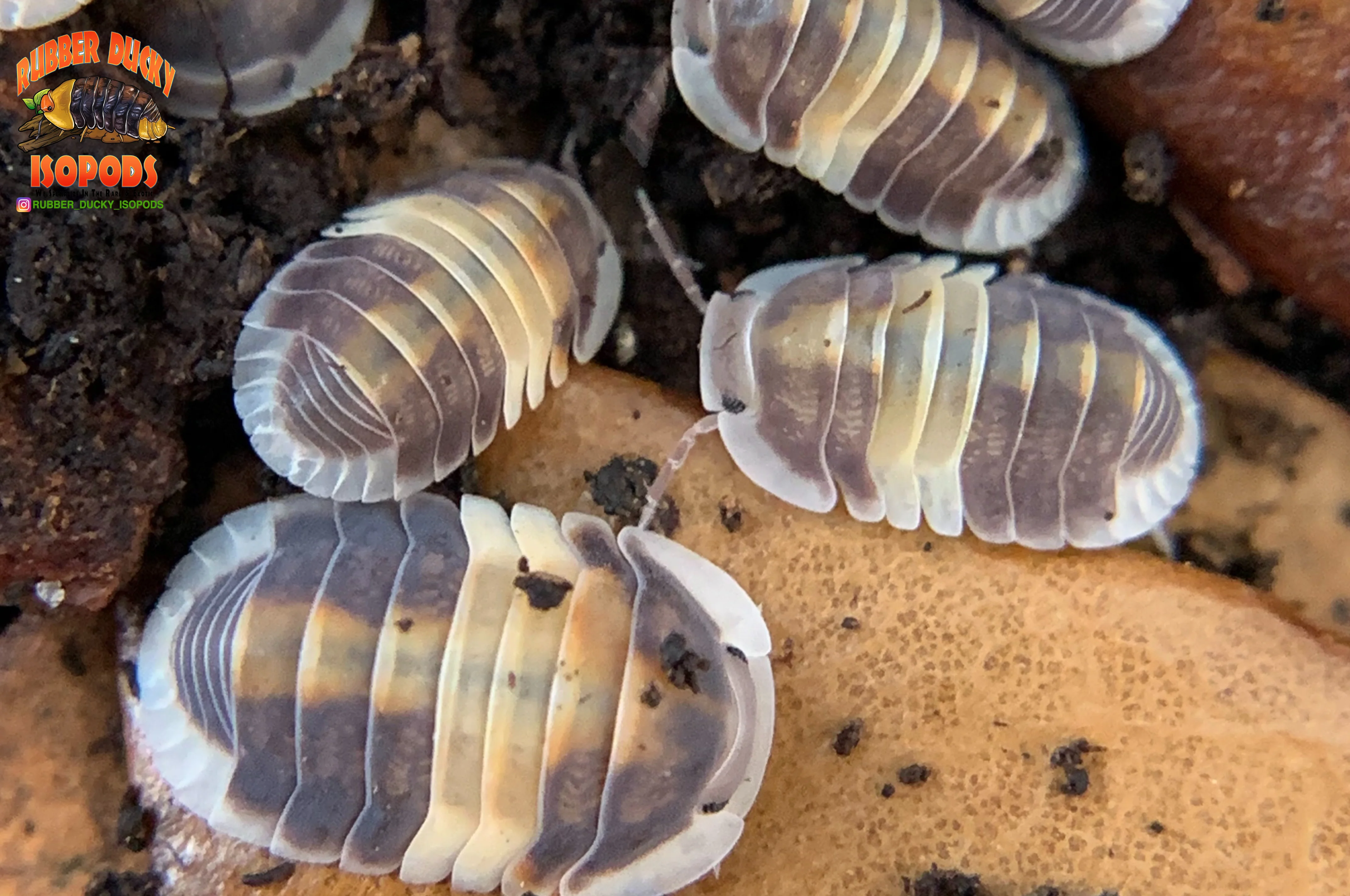 "Cappuccino" Brightly Colored High End Designer Isopods (Cubaris sp.) 6 Count - Image 5