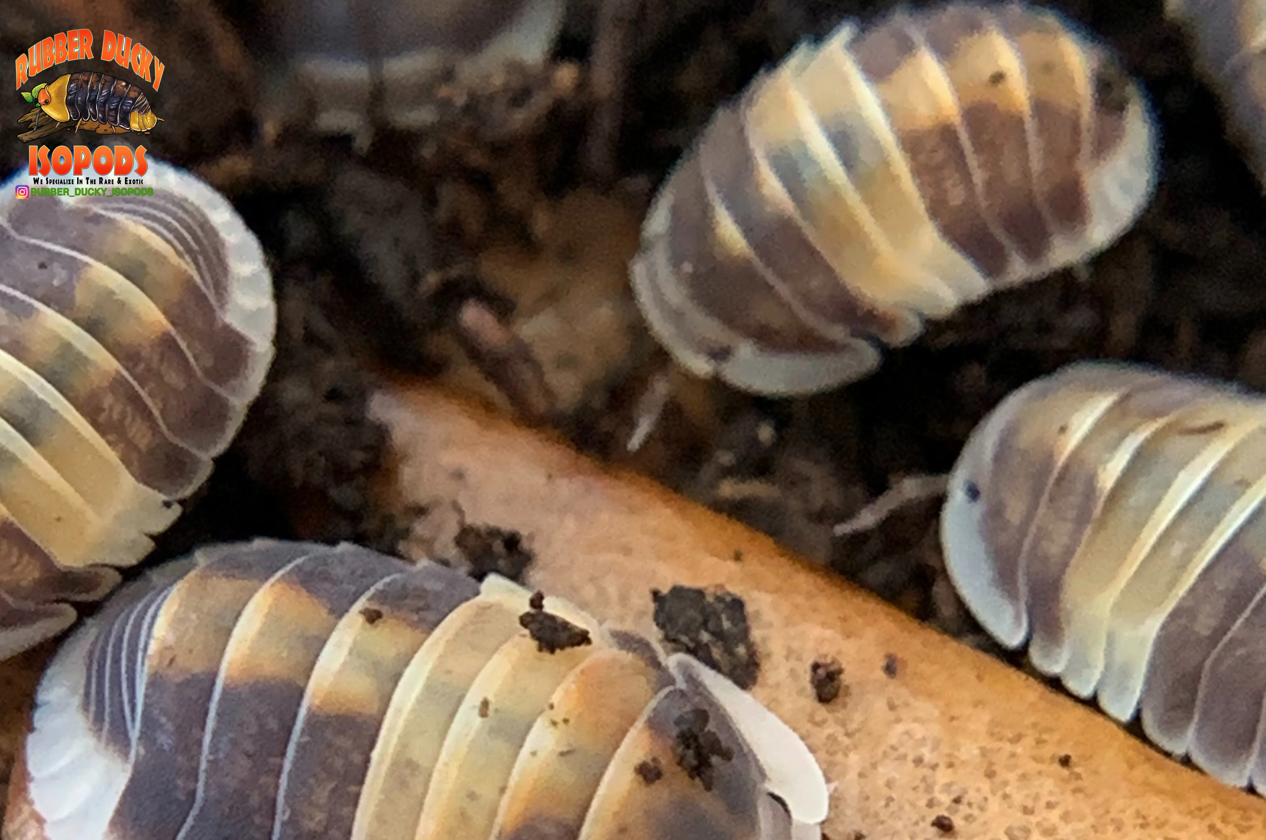 "Cappuccino" Brightly Colored High End Designer Isopods (Cubaris sp.) 6 Count - Image 6