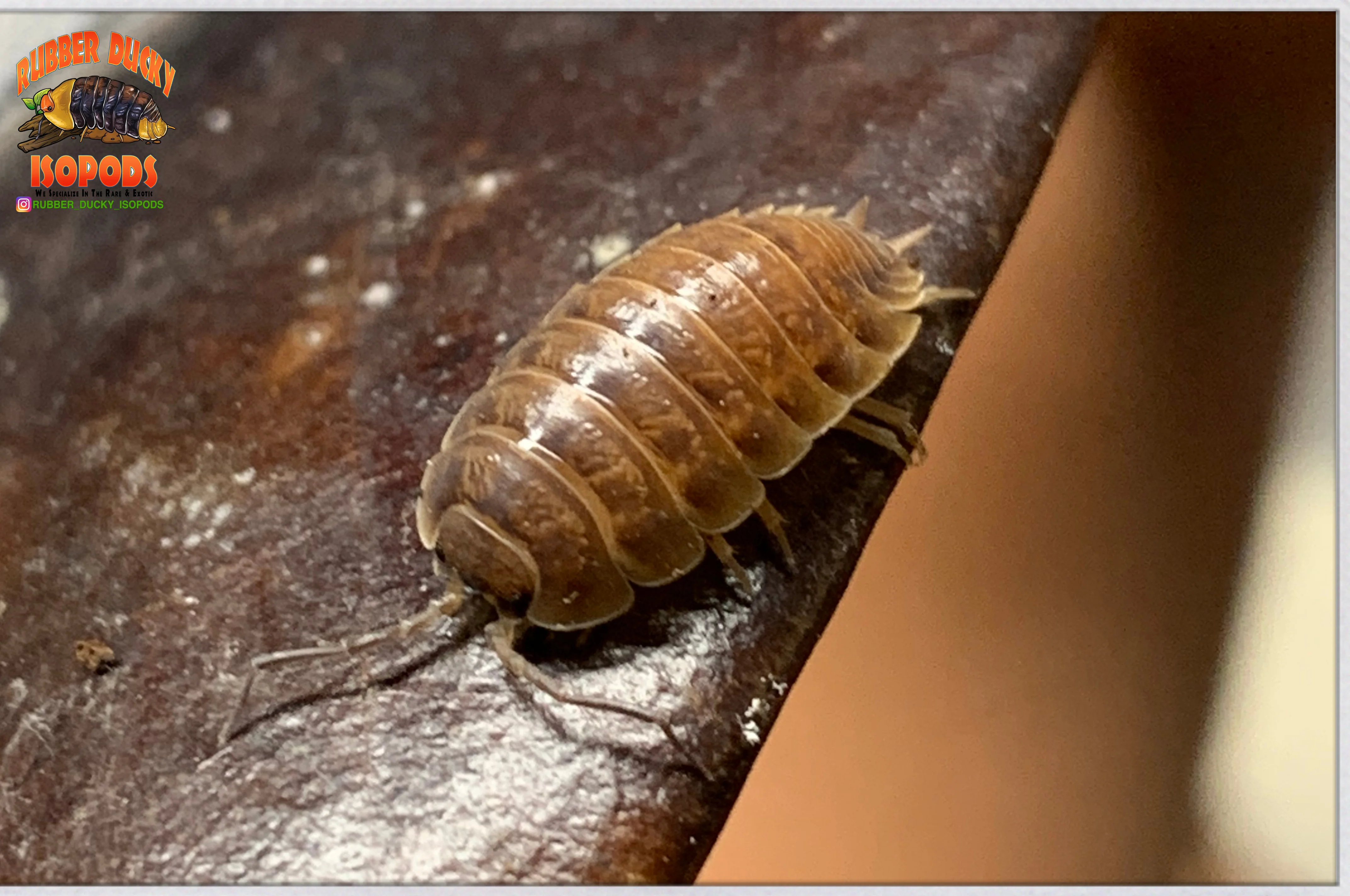 "Caramel" Reptile Feeder Isopods (Porcellio laevis) 10-25 Count - Image 3