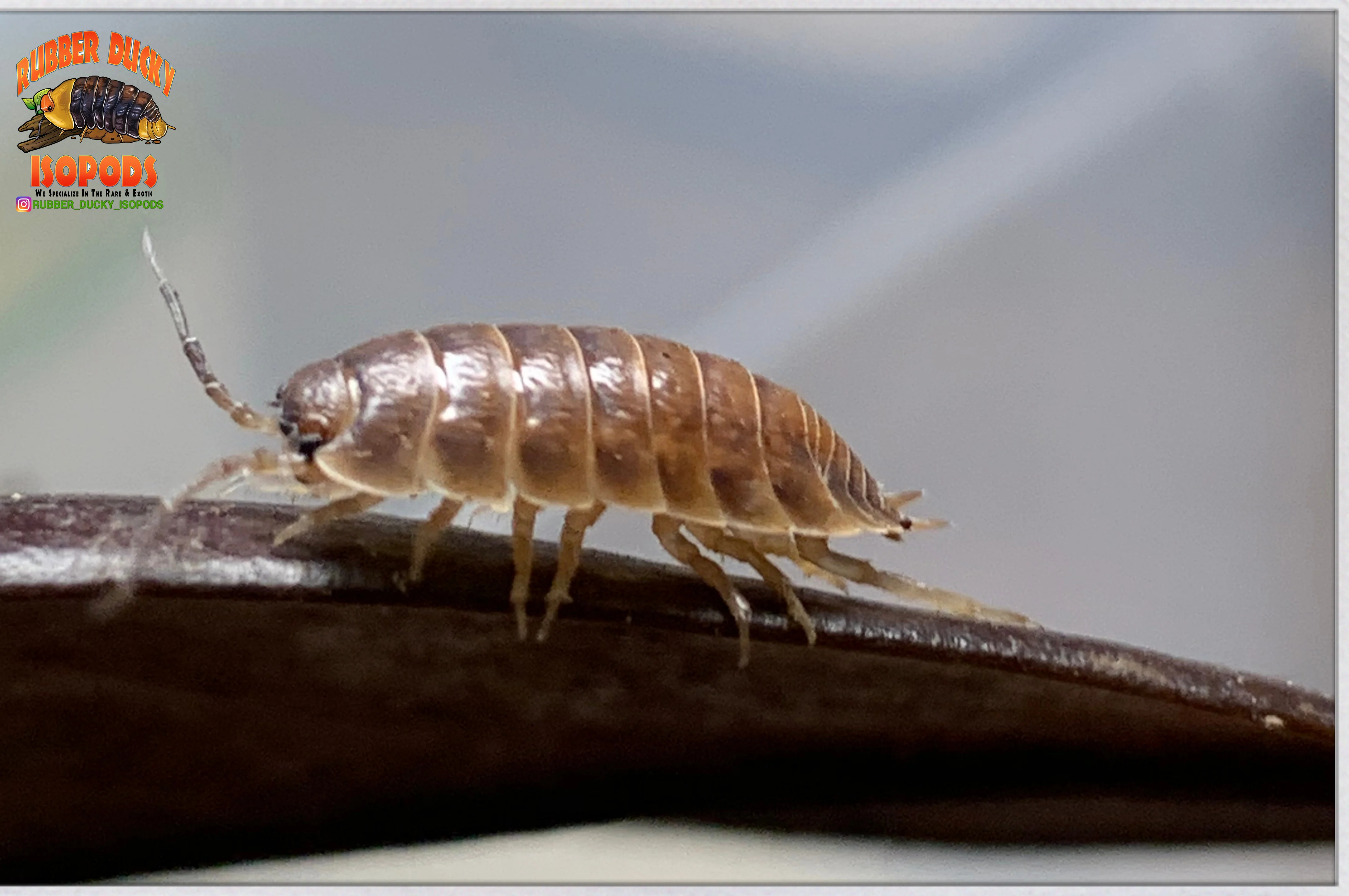 "Caramel" Reptile Feeder Isopods (Porcellio laevis) 10-25 Count - Image 4