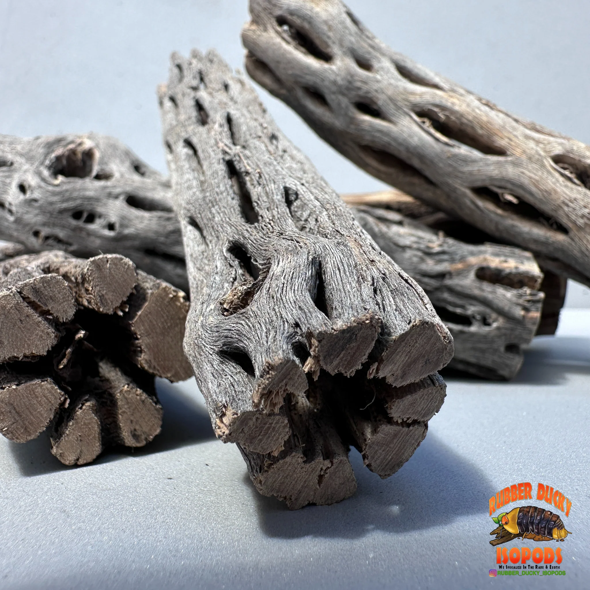 Cholla Wood – Natural Hides for Isopods, Reptiles & Bioactive Setups - Image 3