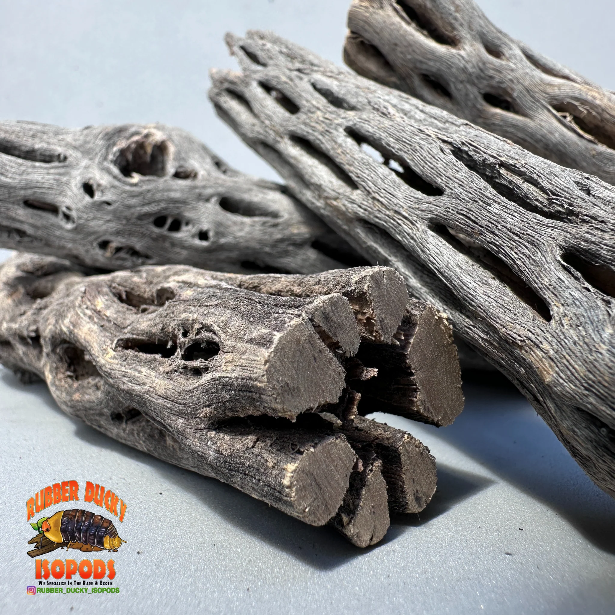 Cholla Wood – Natural Hides for Isopods, Reptiles & Bioactive Setups - Image 4