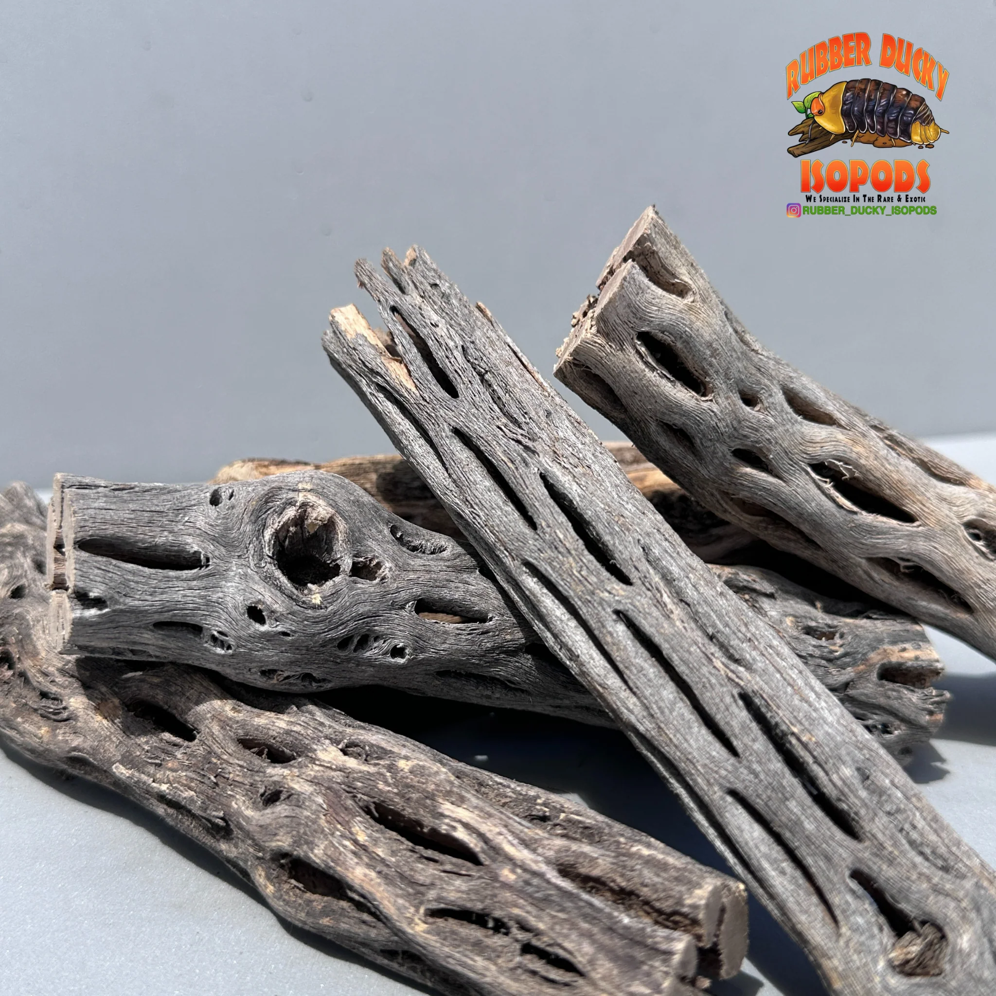 Cholla Wood – Natural Hides for Isopods, Reptiles & Bioactive Setups - Image 5
