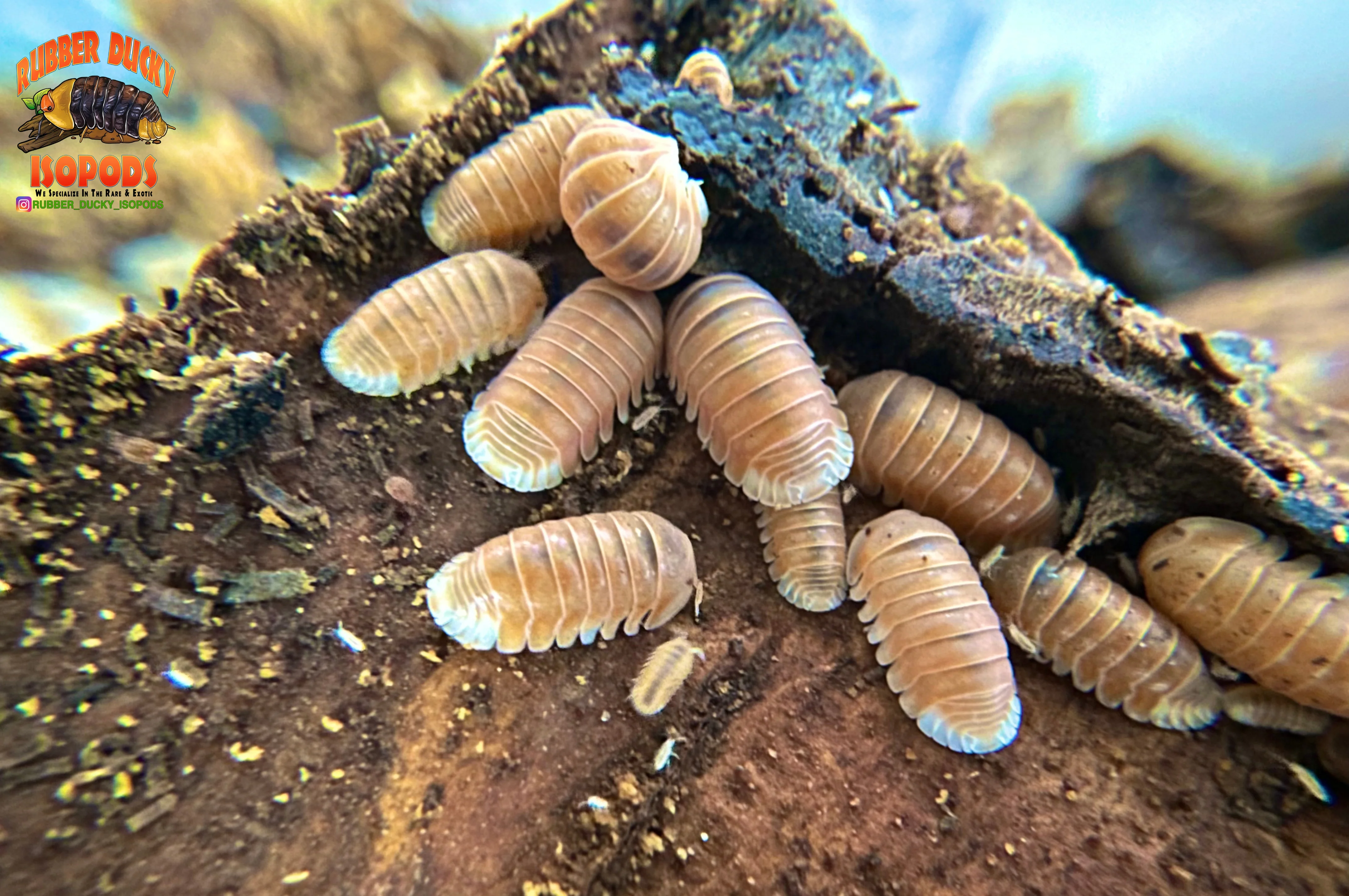 "Citrus" Orange Designer Isopods (Cubaris sp) ULTRA RARE 6 Count - Image 2
