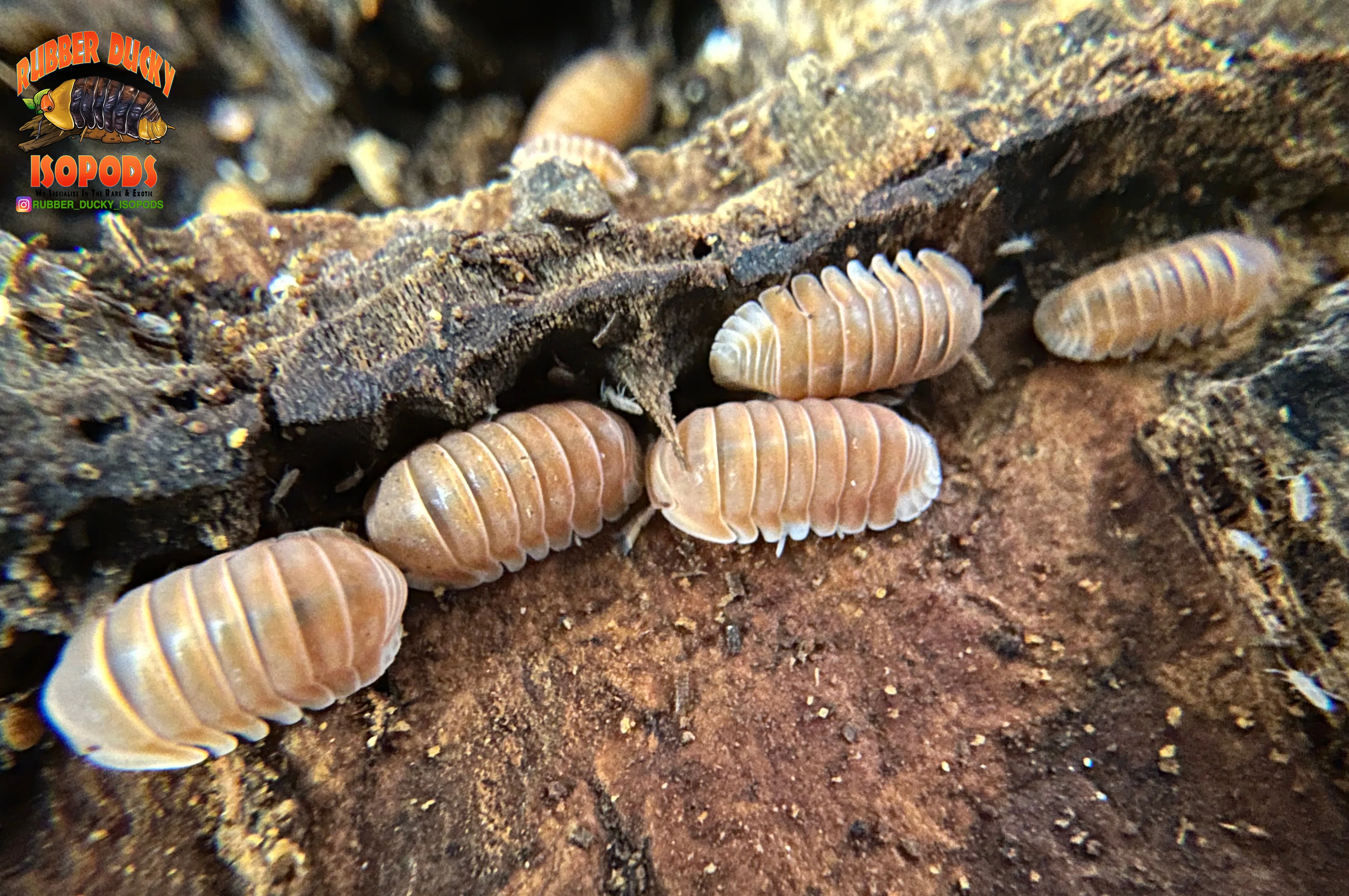 "Citrus" Orange Designer Isopods (Cubaris sp) ULTRA RARE 6 Count - Image 3