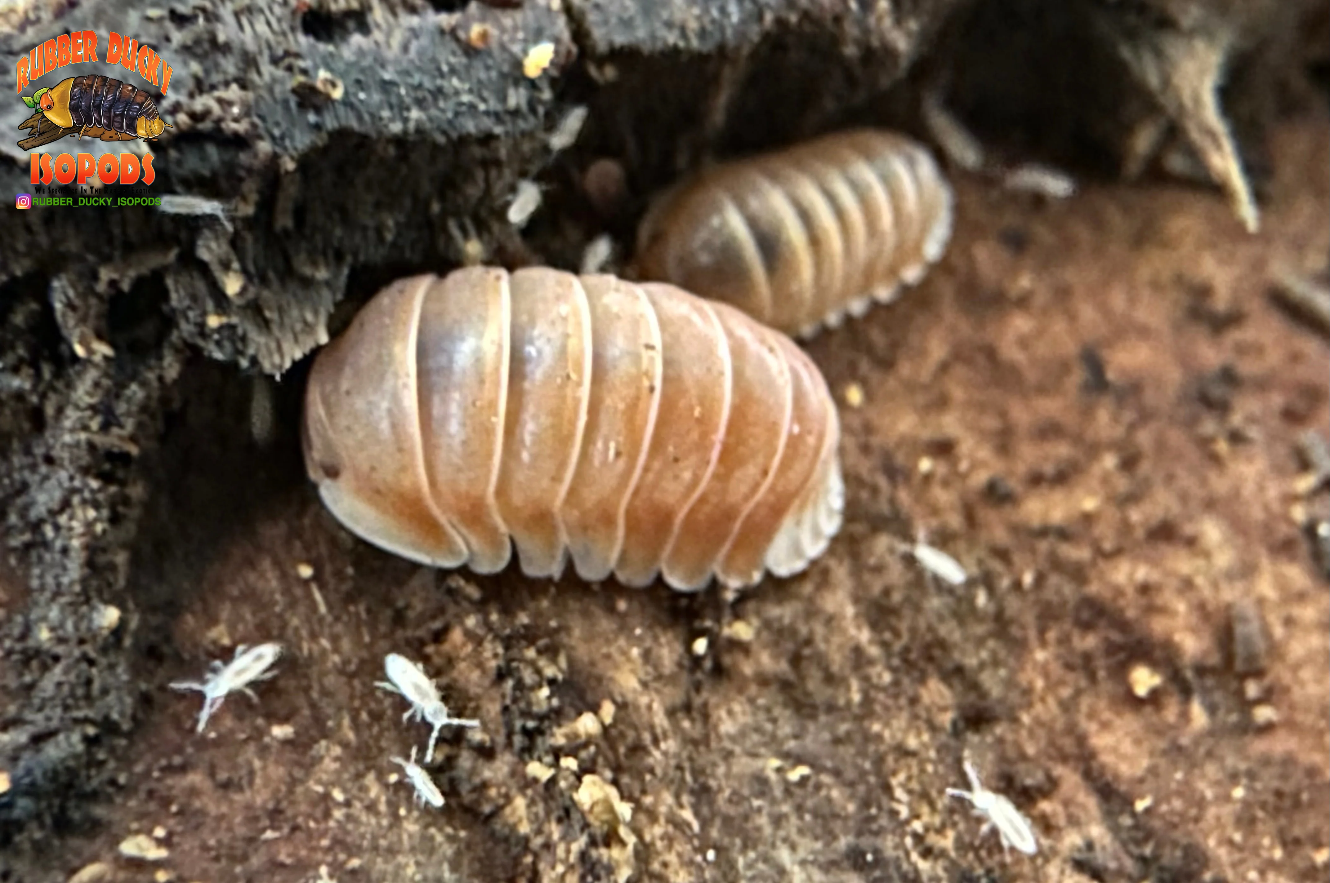 "Citrus" Orange Designer Isopods (Cubaris sp) ULTRA RARE 6 Count - Image 4