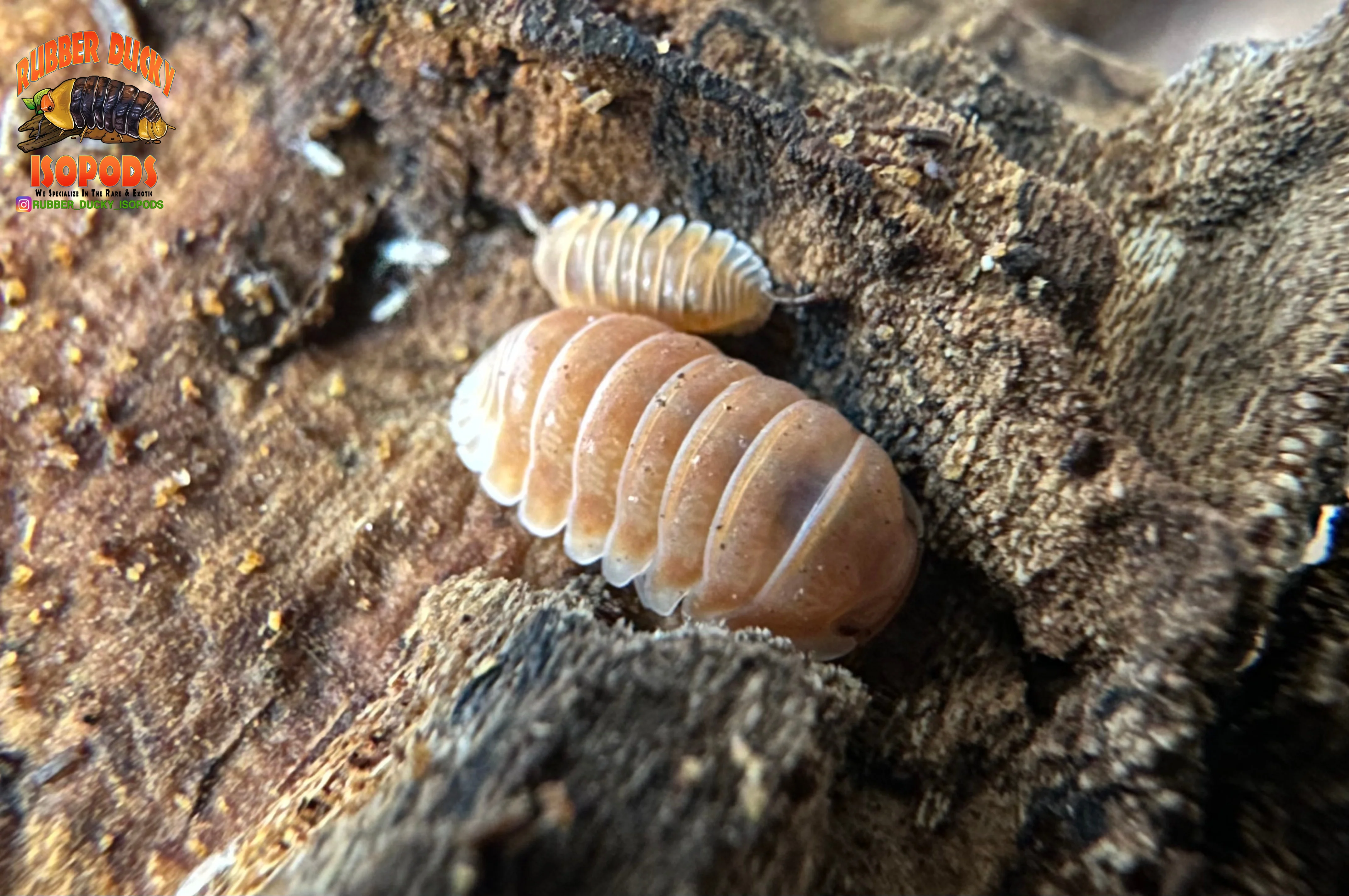 "Citrus" Orange Designer Isopods (Cubaris sp) ULTRA RARE 6 Count - Image 5