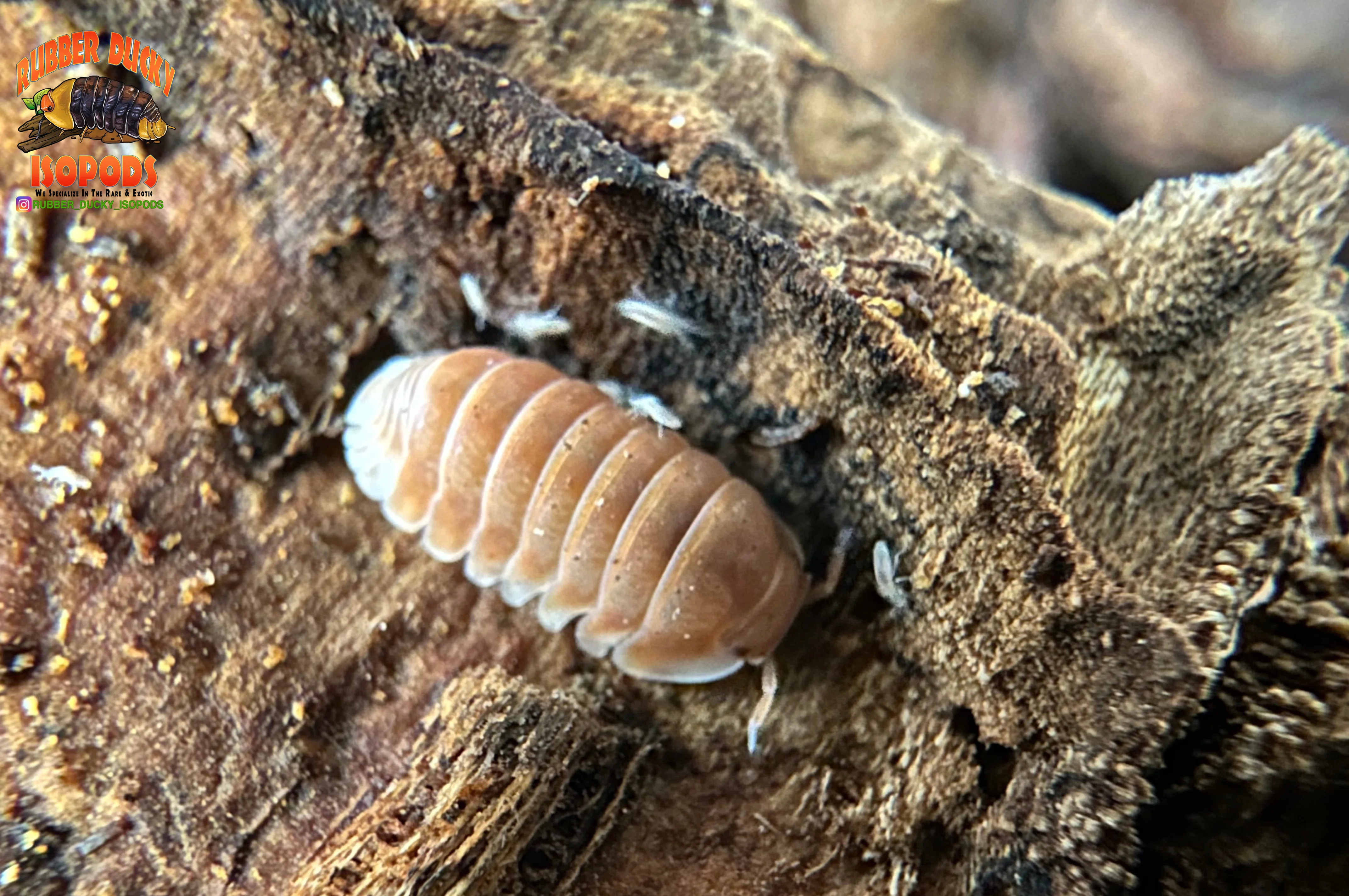 "Citrus" Orange Designer Isopods (Cubaris sp) ULTRA RARE 6 Count - Image 6