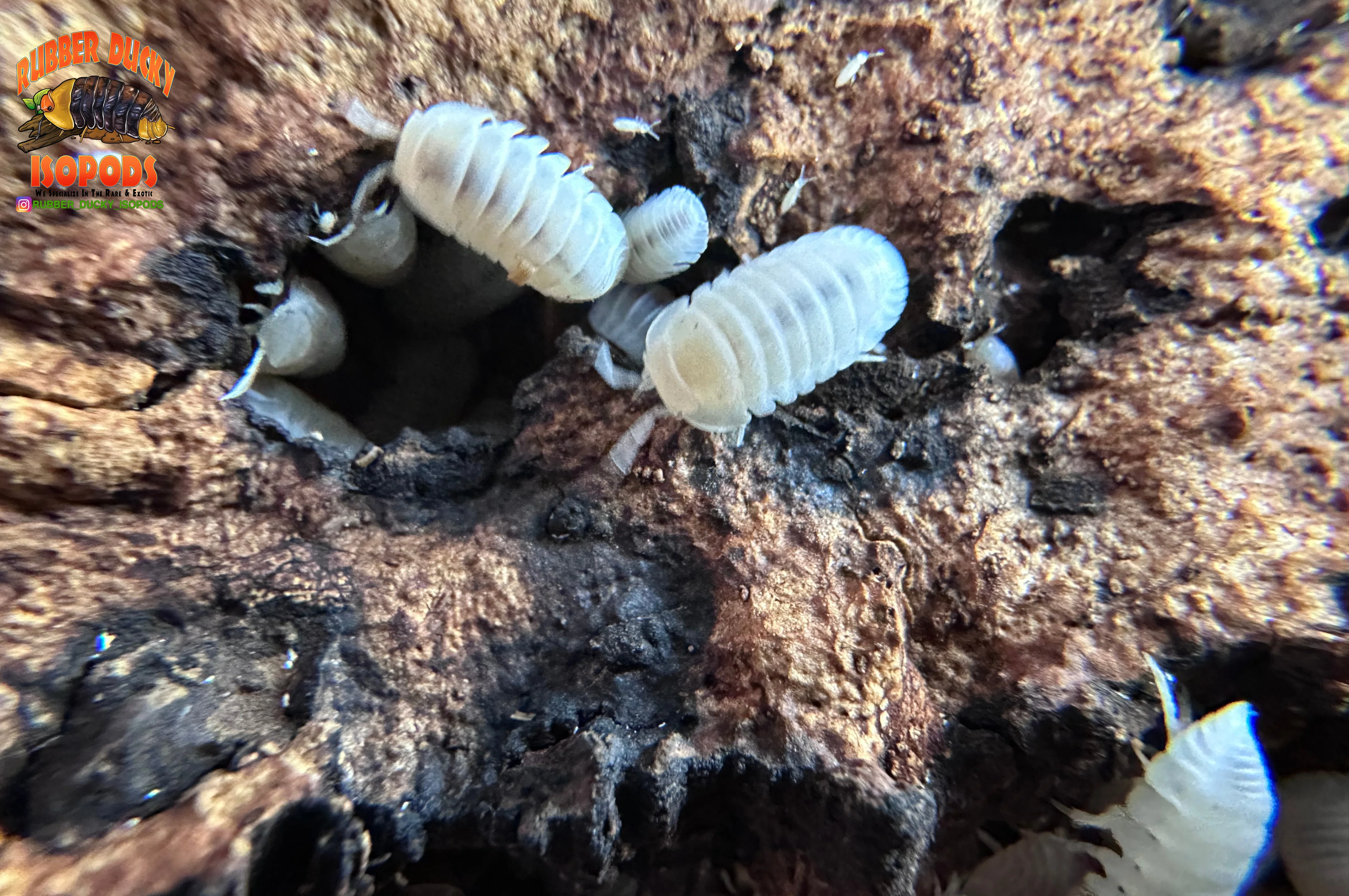 "Cubaris Glacier" Bright White Eyed Isopods (Cubaris murina) 10 Count - Image 2