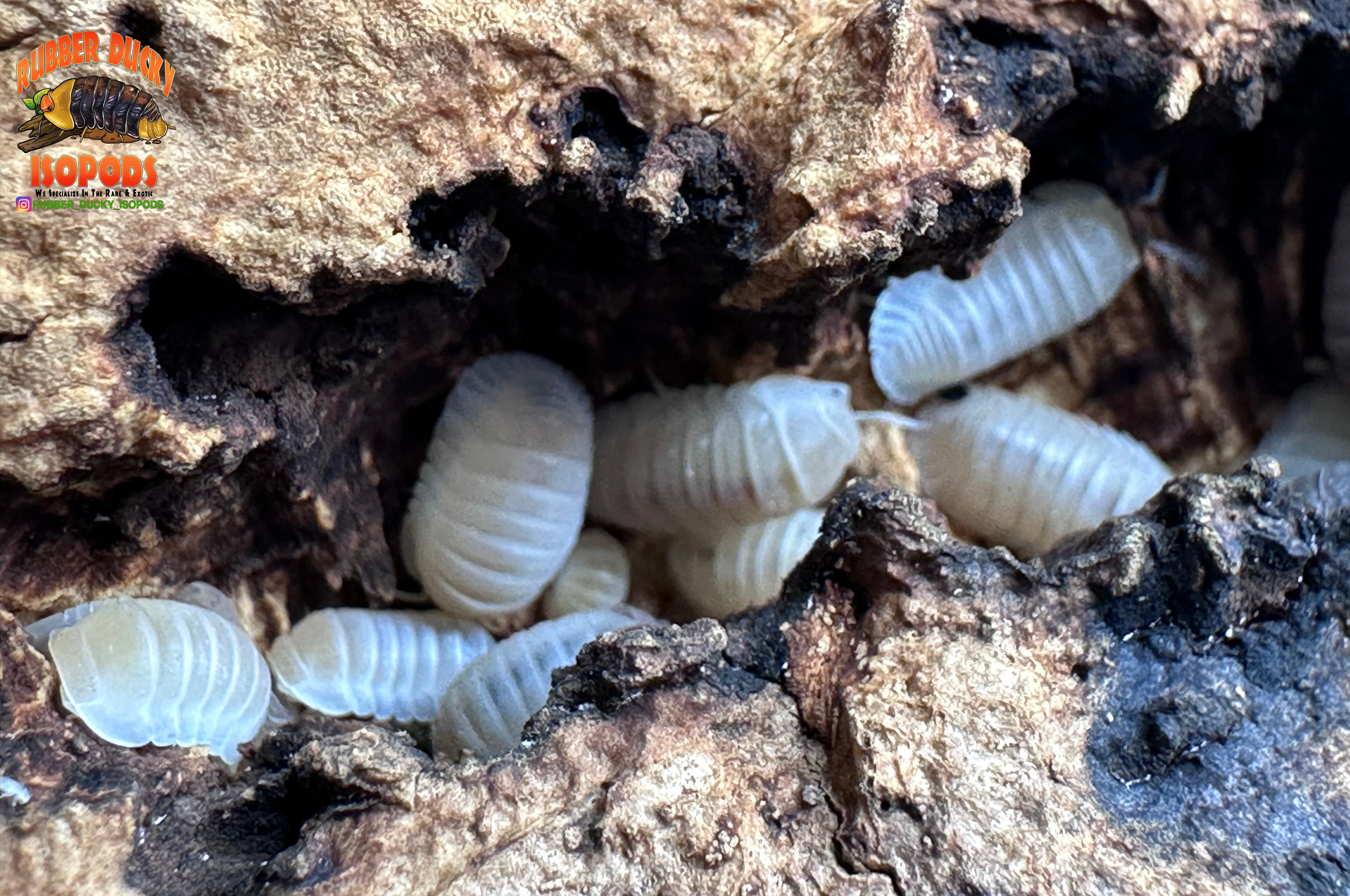 "Cubaris Glacier" Bright White Eyed Isopods (Cubaris murina) 10 Count - Image 3