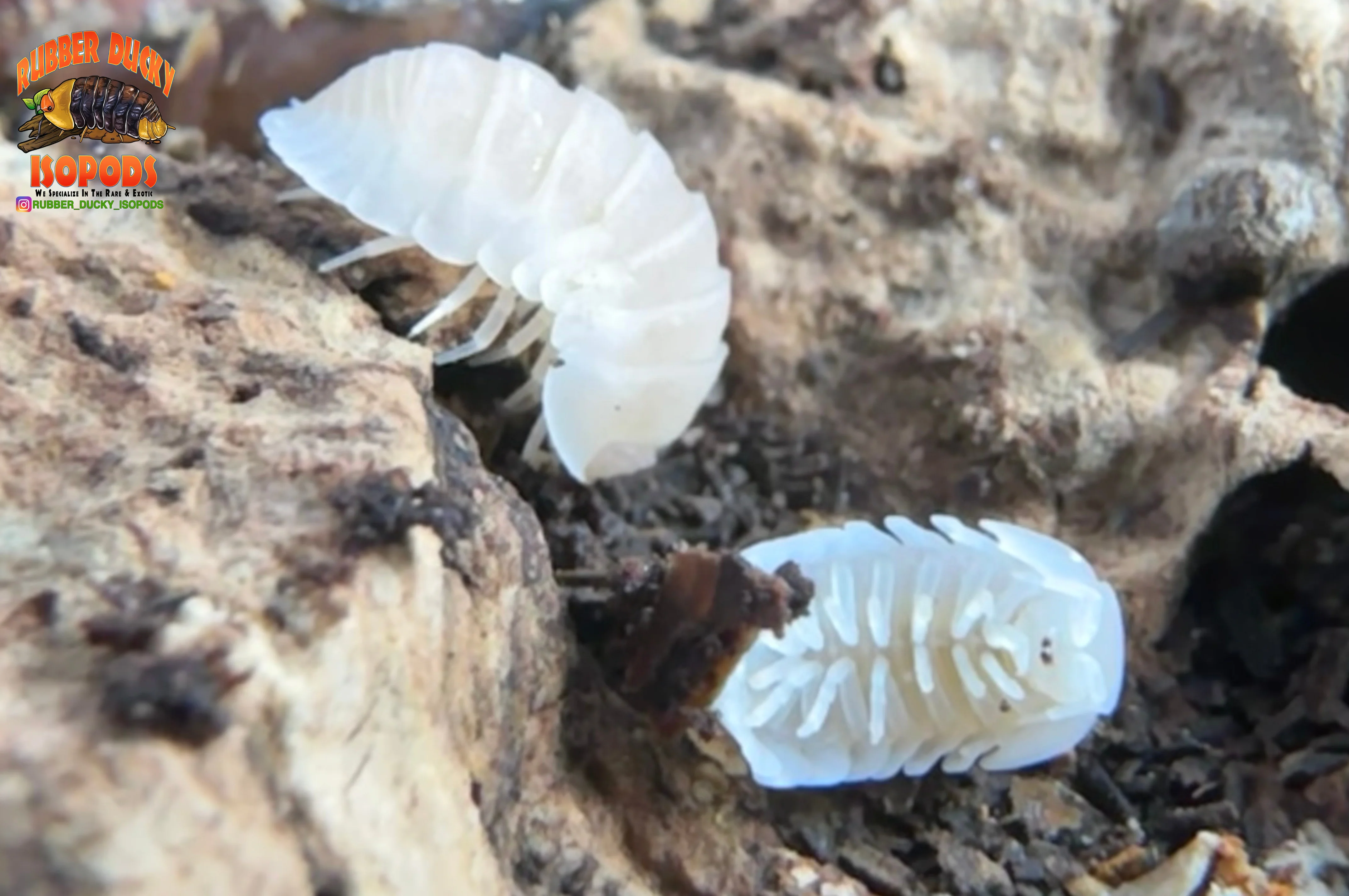 "Cubaris Glacier" Bright White Eyed Isopods (Cubaris murina) 10 Count - Image 4