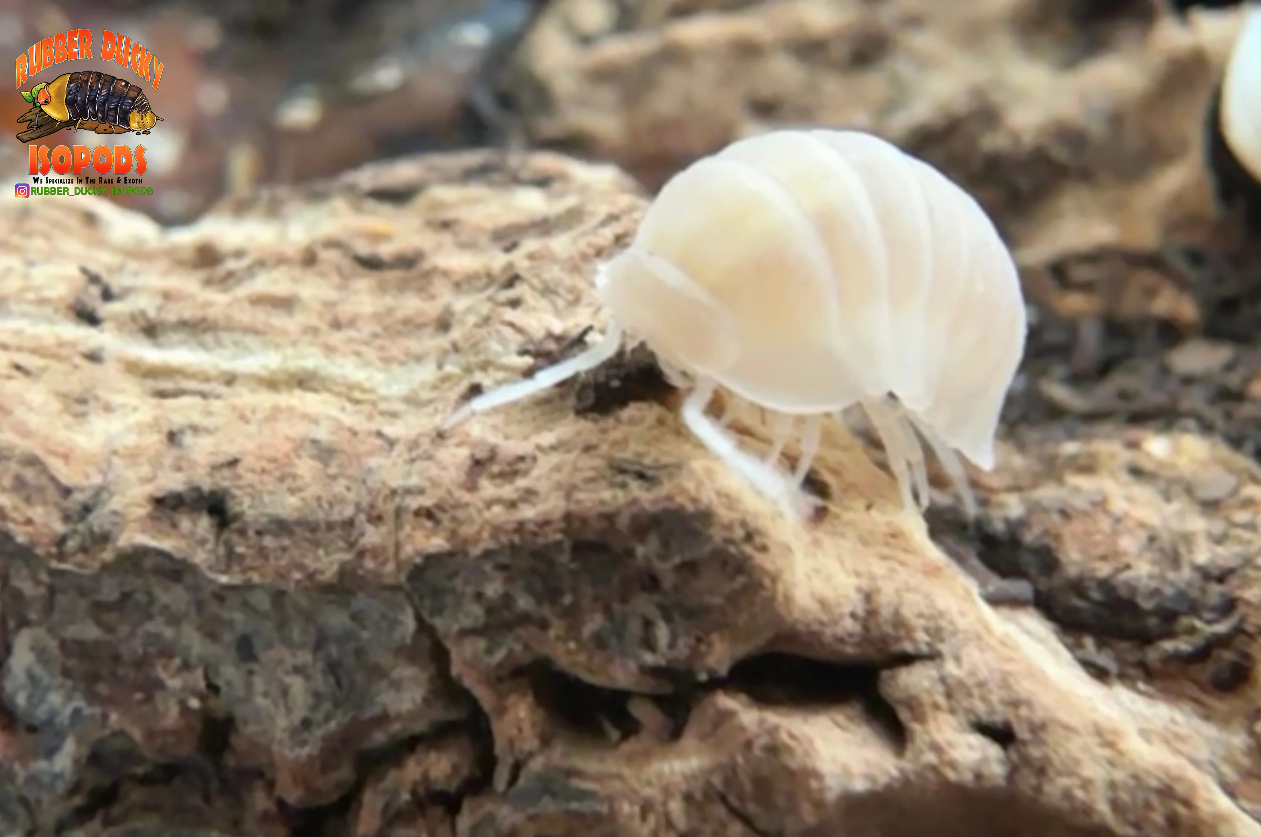 "Cubaris Glacier" Bright White Eyed Isopods (Cubaris murina) 10 Count - Image 5