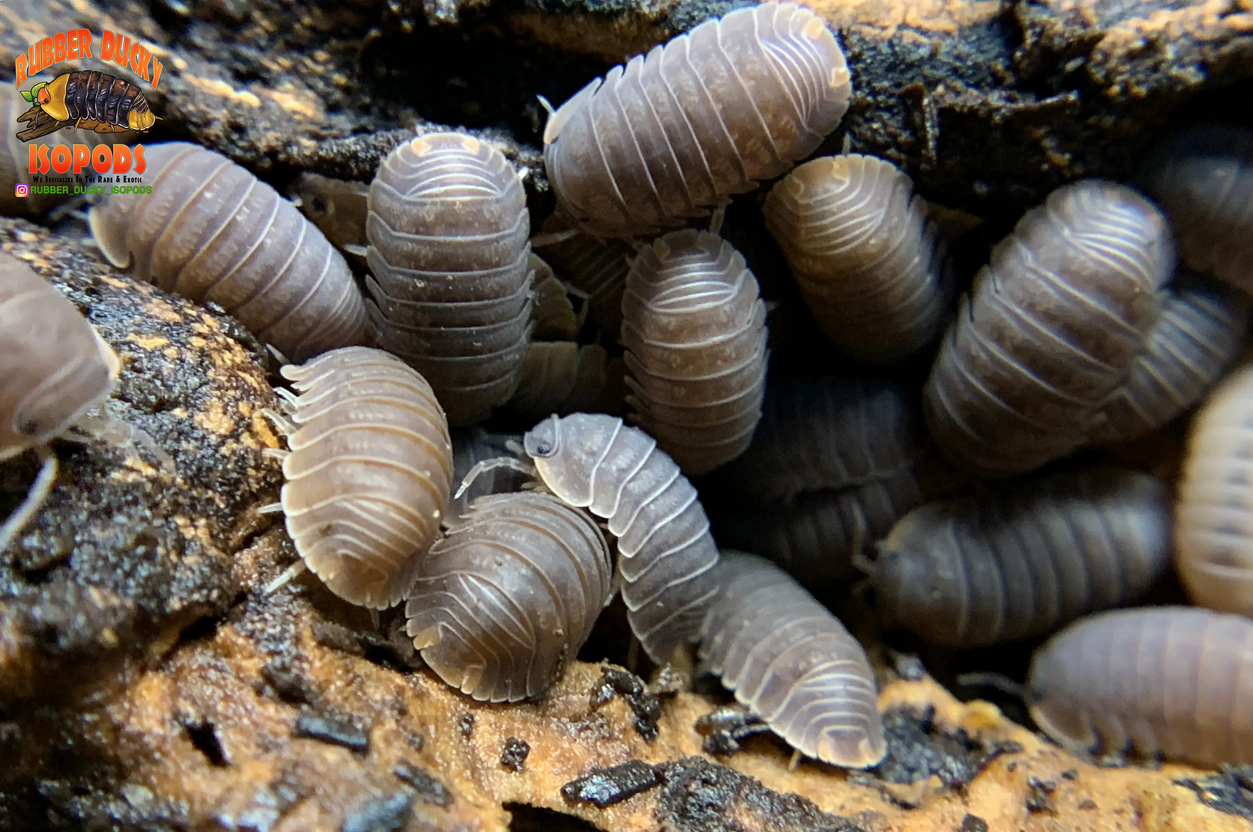 "Cubaris Orange" PERFECT Beginner Isopods (Cubaris murina) 10-25 Count - Image 2