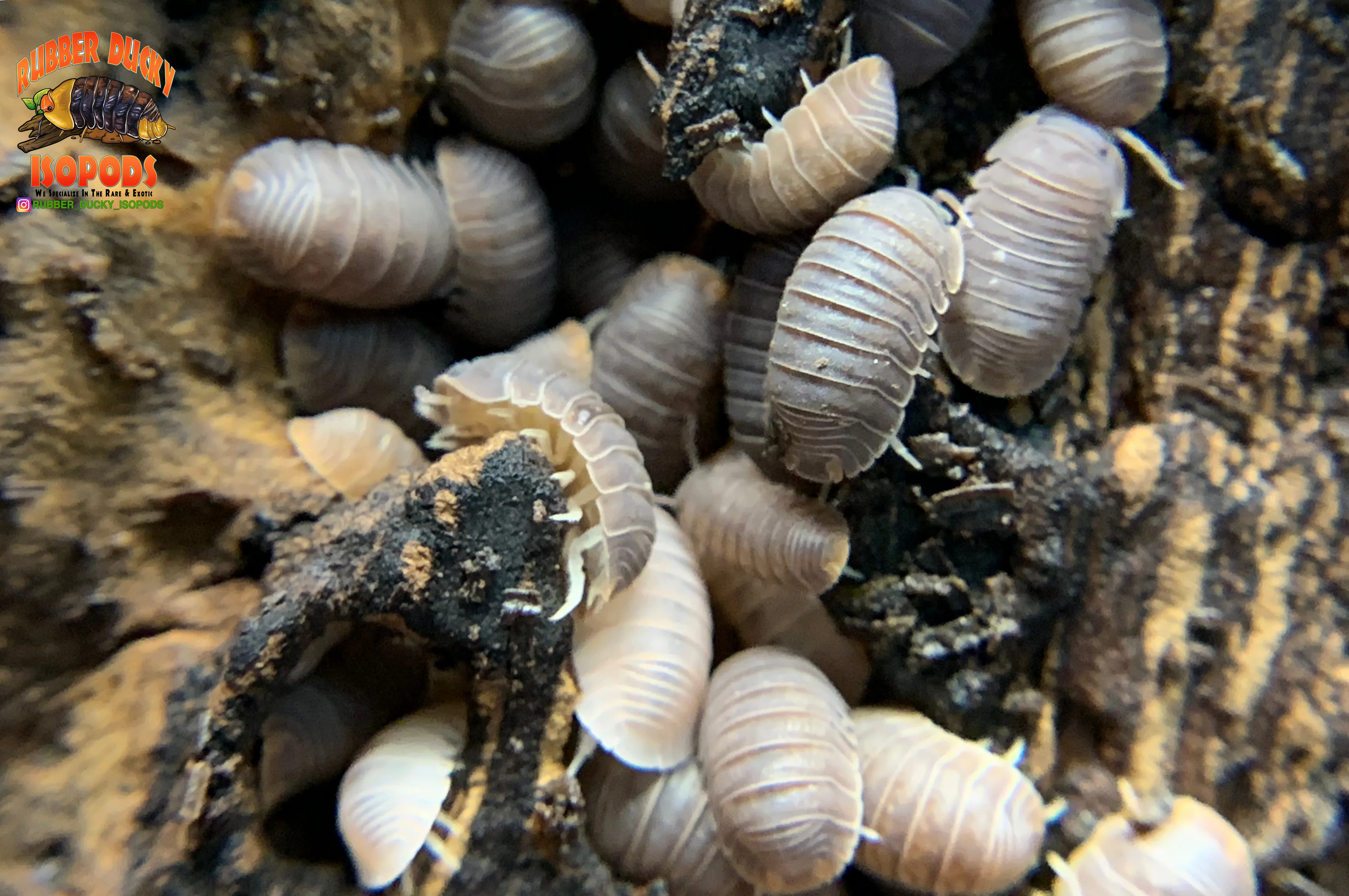 "Cubaris Orange" PERFECT Beginner Isopods (Cubaris murina) 10-25 Count - Image 3