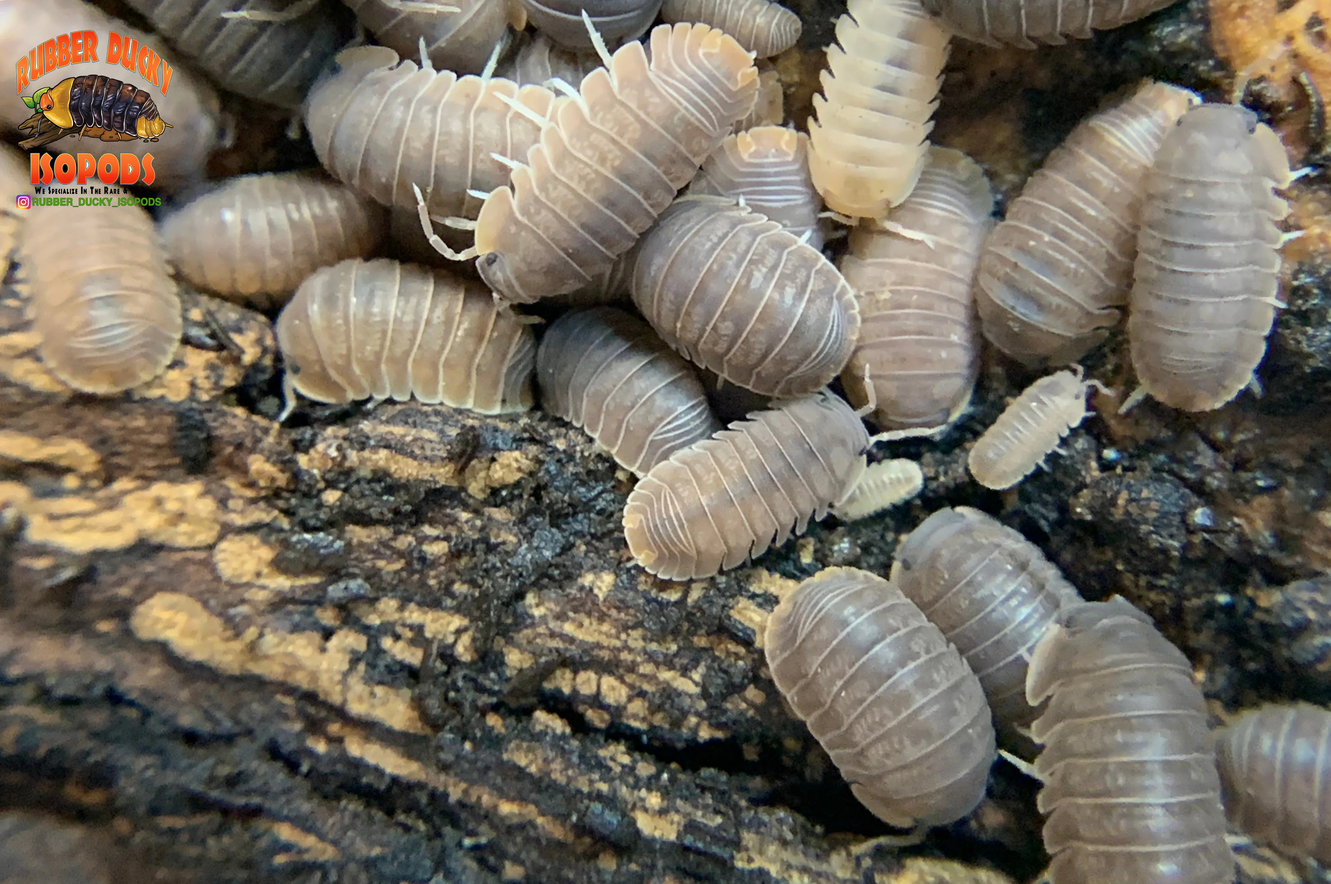 "Cubaris Orange" PERFECT Beginner Isopods (Cubaris murina) 10-25 Count - Image 4