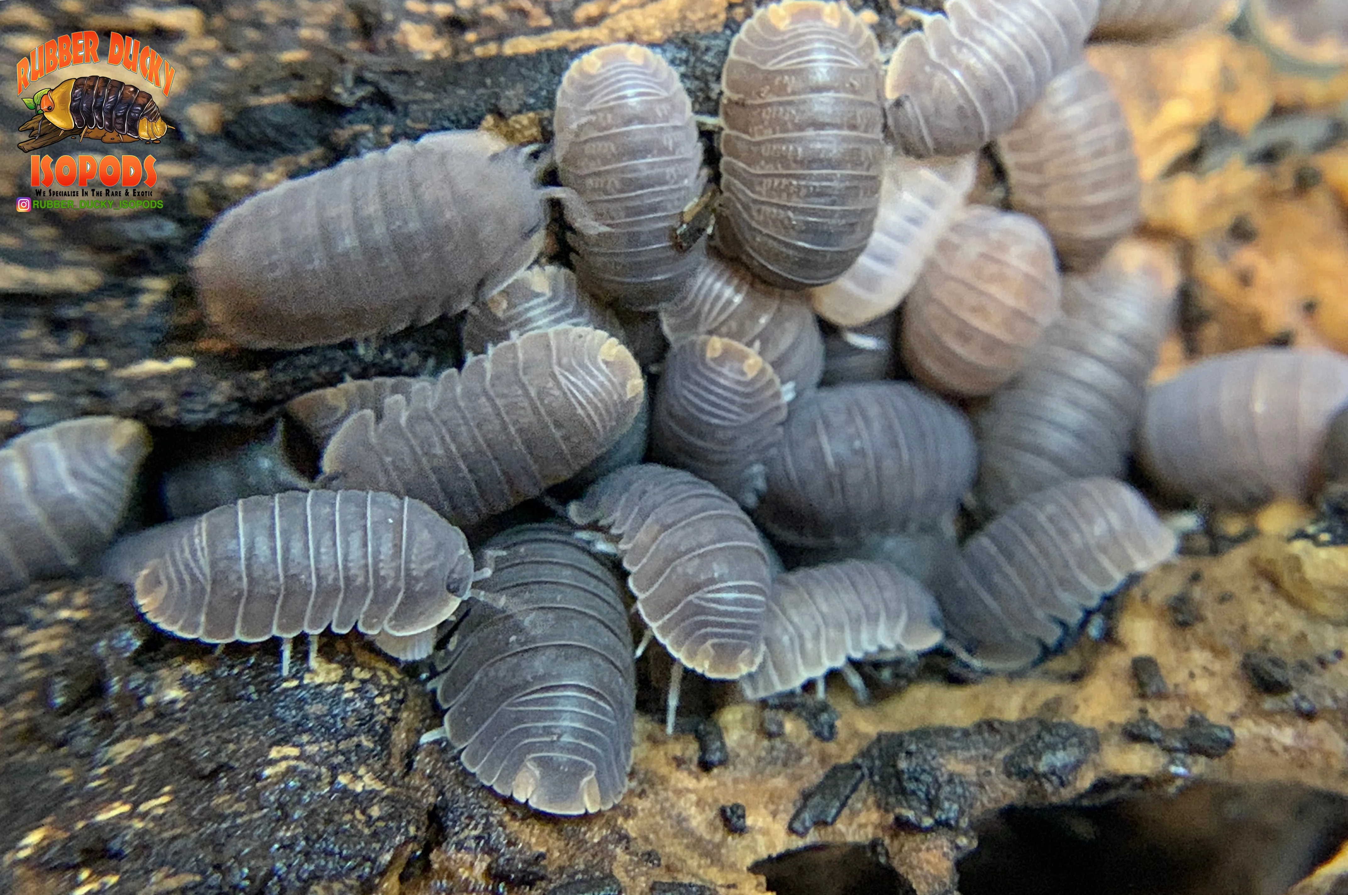 "Cubaris Orange" PERFECT Beginner Isopods (Cubaris murina) 10-25 Count - Image 5