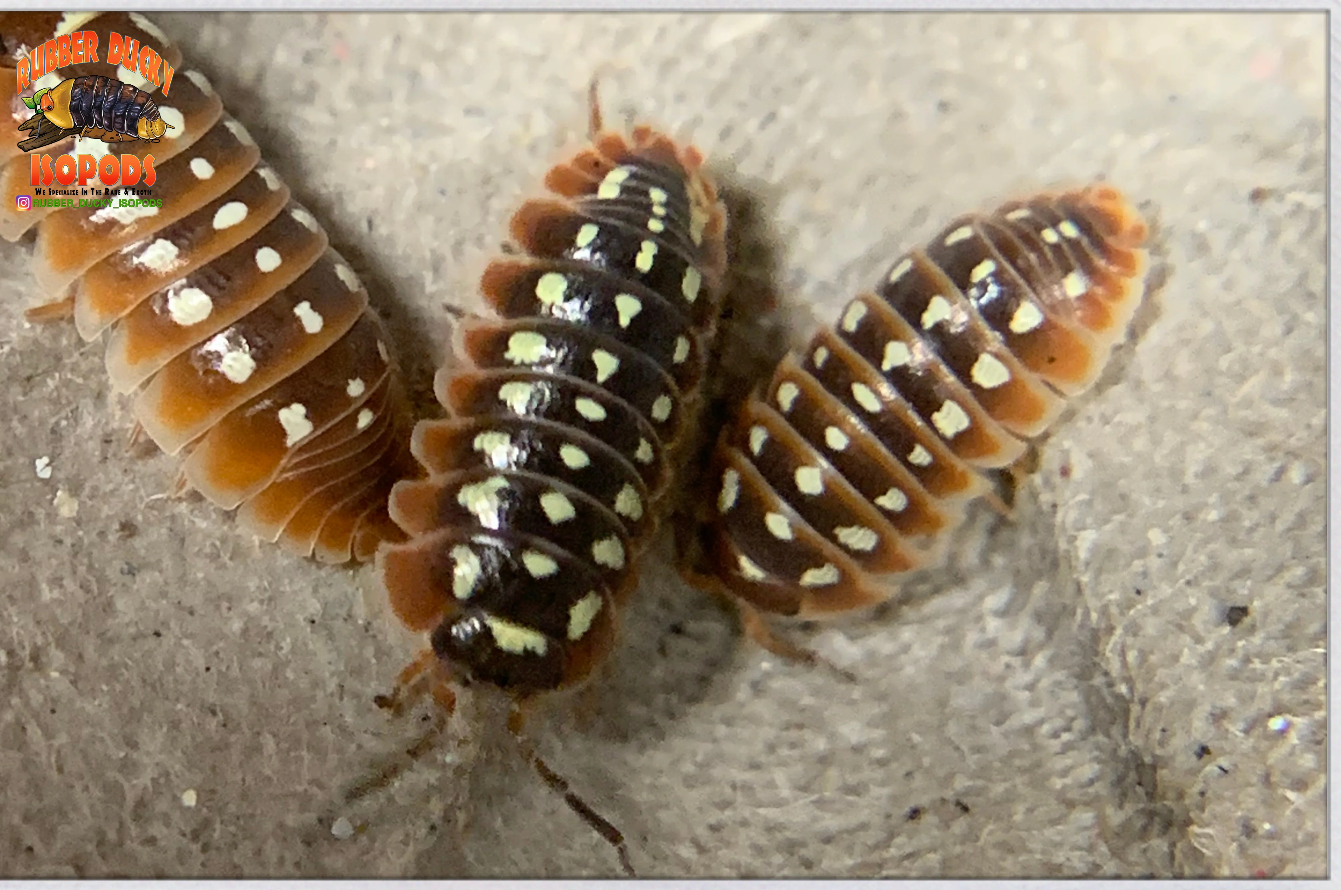 "Dubrovnik" Clown Isopods (Armadillidum klugii) 10 Count - Image 2