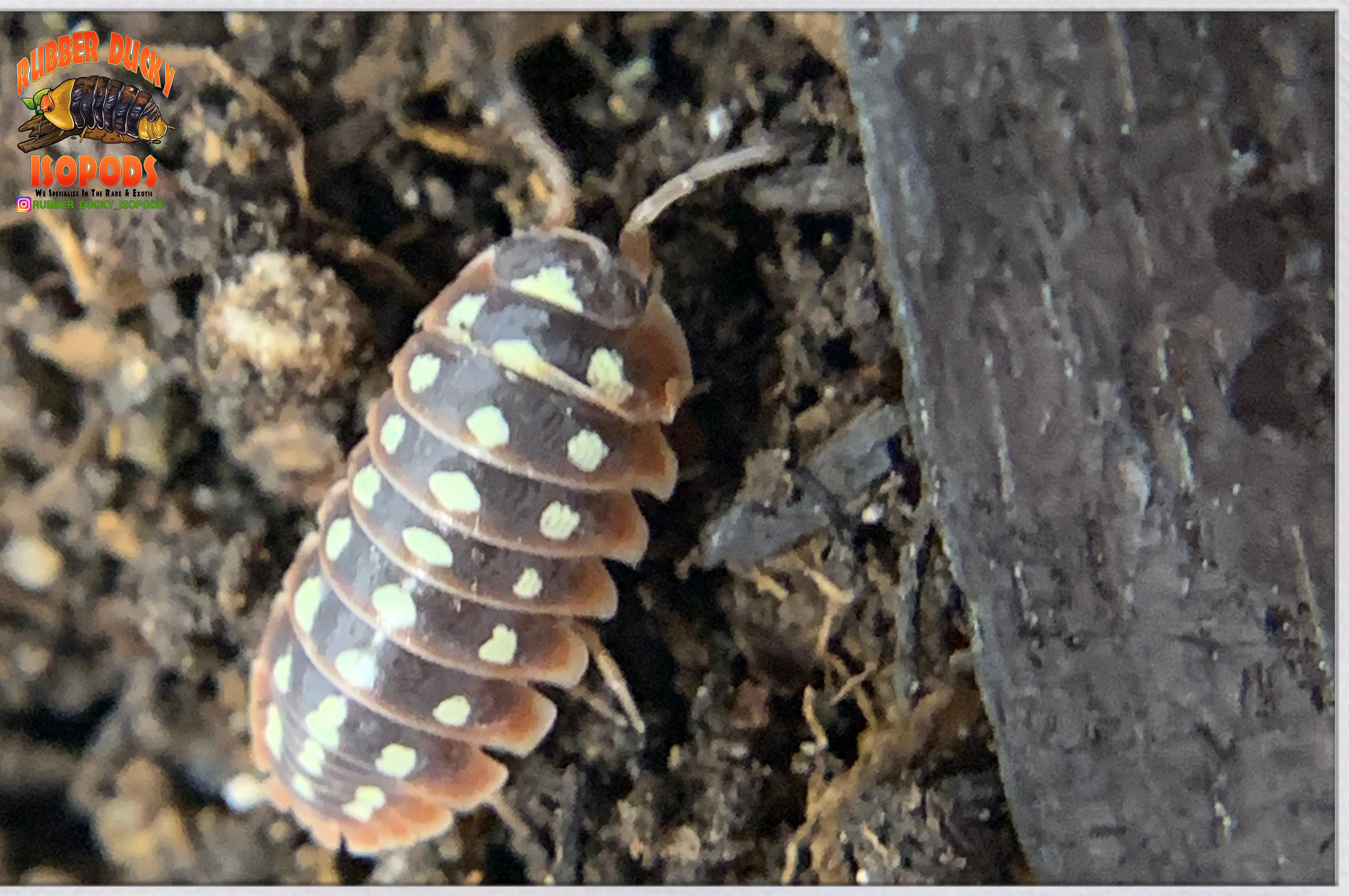 "Dubrovnik" Clown Isopods (Armadillidum klugii) 10 Count - Image 3