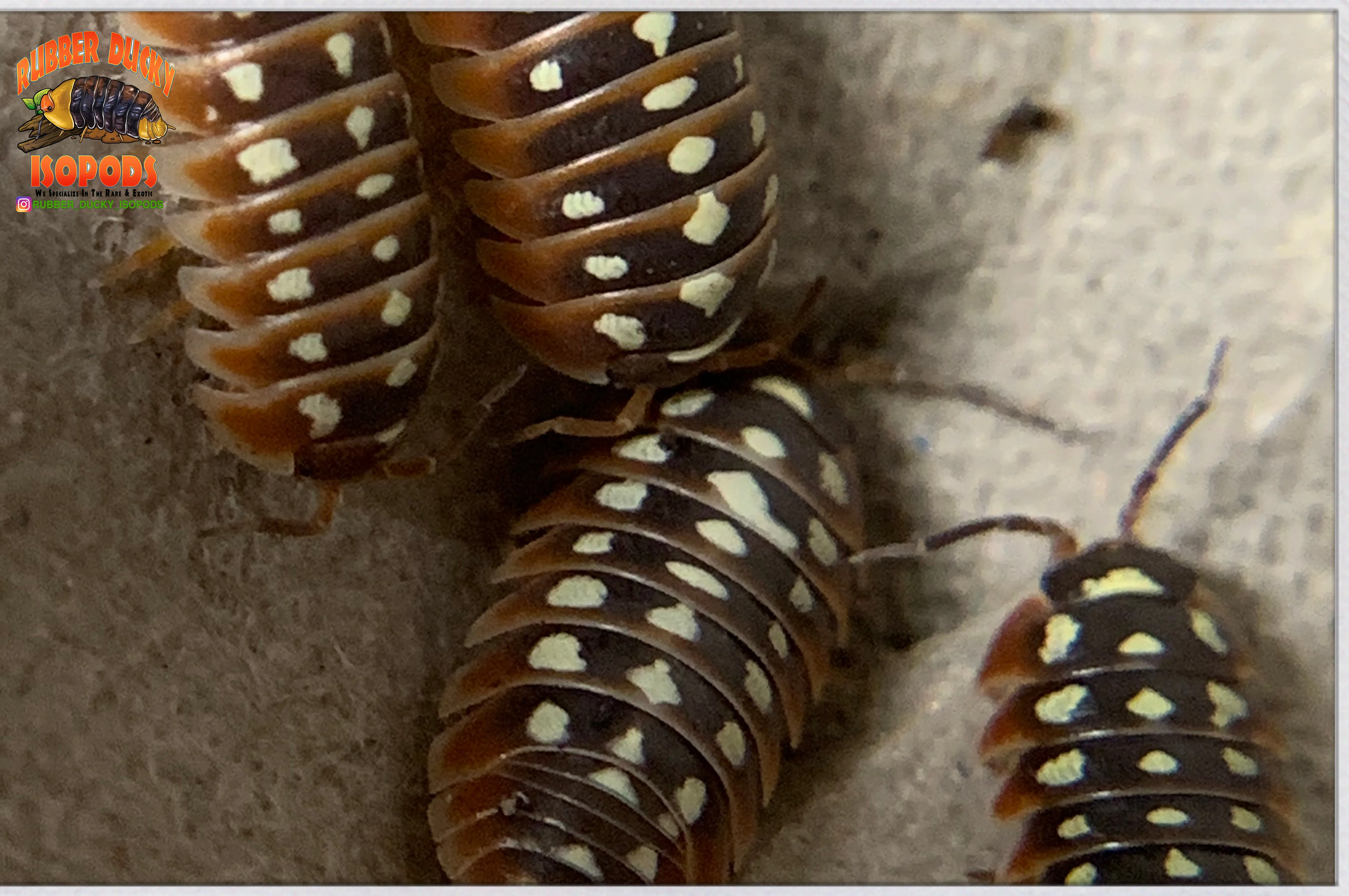 "Dubrovnik" Clown Isopods (Armadillidum klugii) 10 Count - Image 4