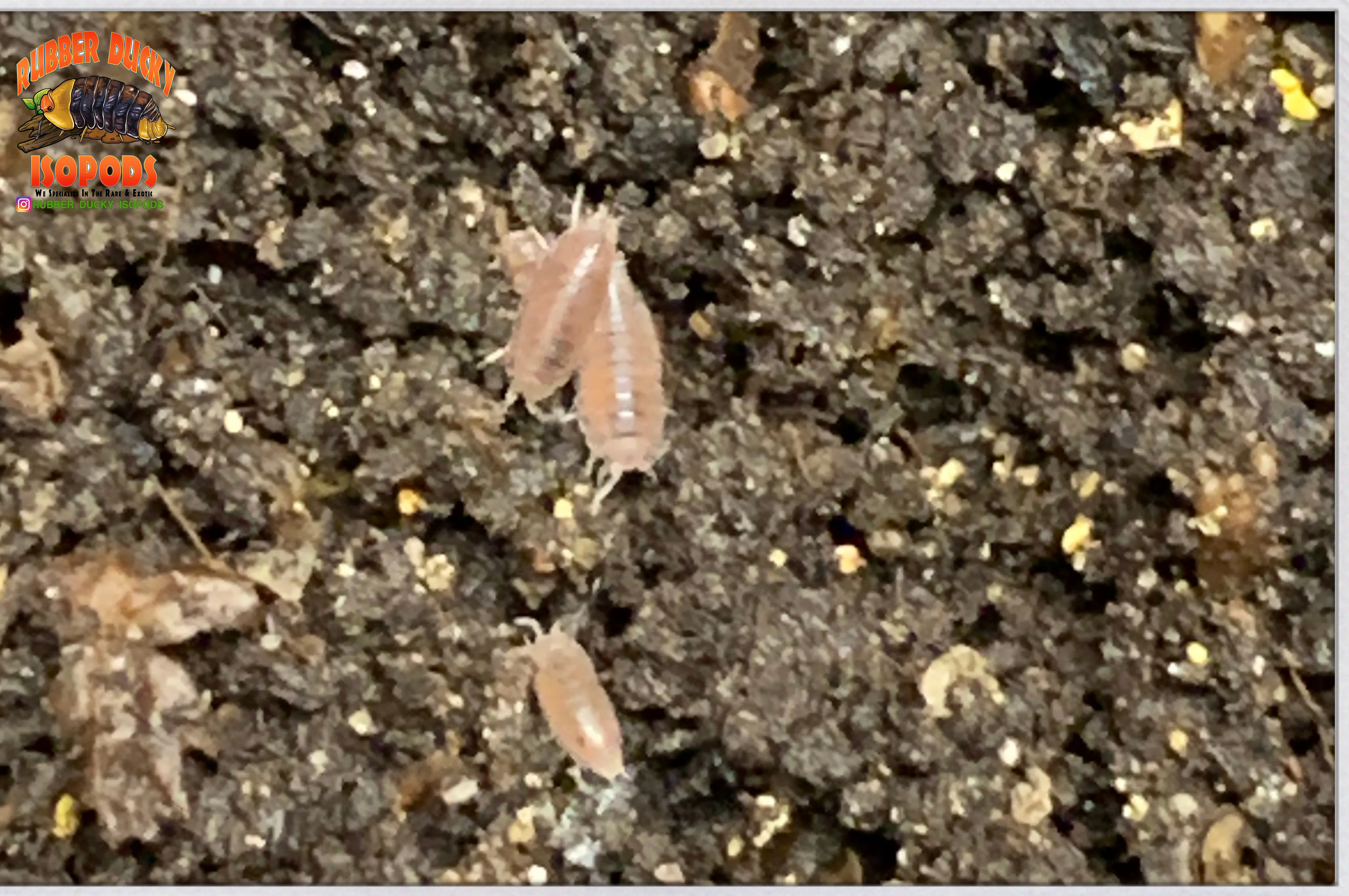 "Dwarf Purple Isopods "Coasta Rican" (Trichoniscus sp.) 20+ Count - Image 3