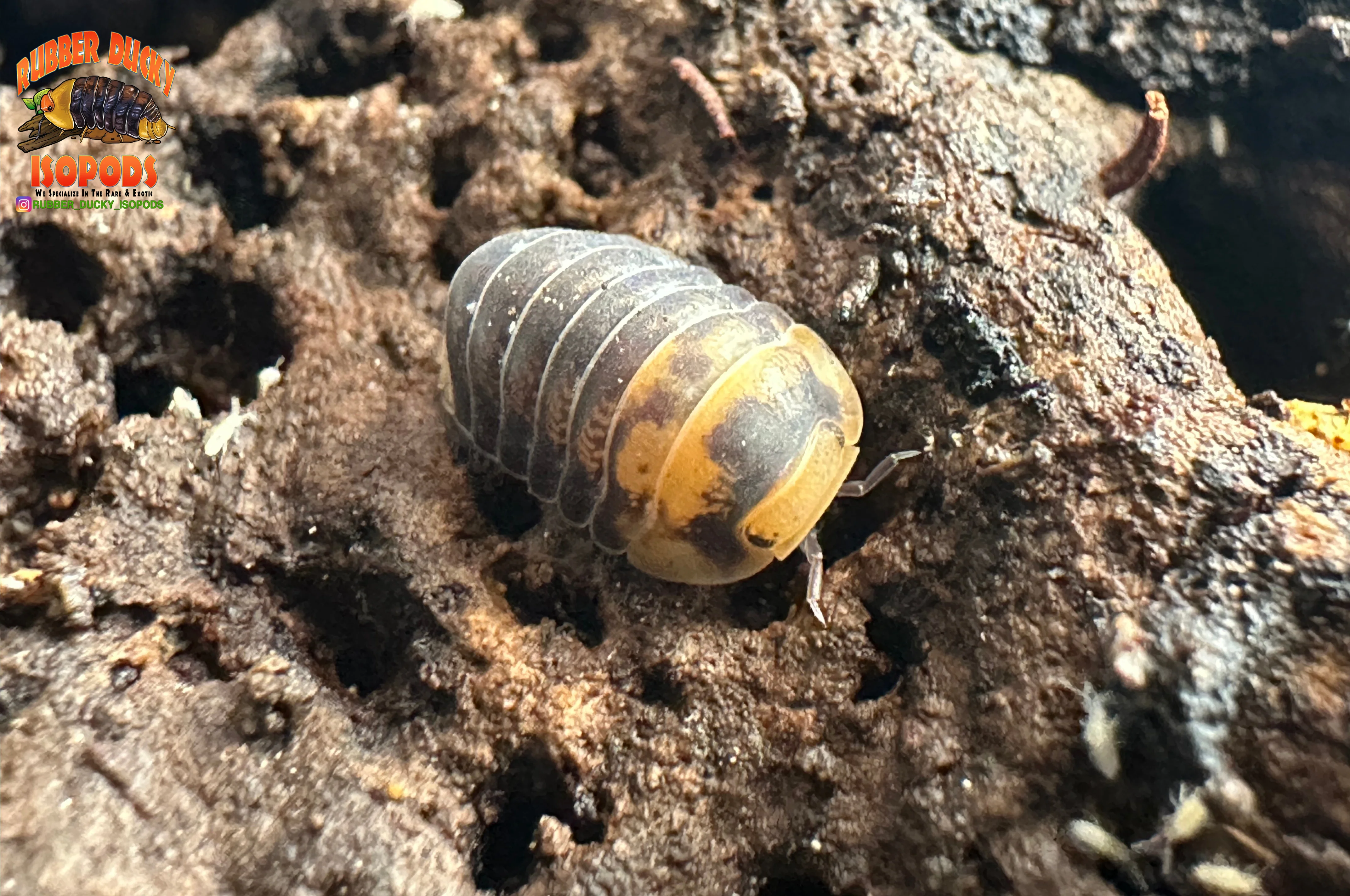 "Emperor Bee" Designer Isopods (Cubaris sp) ULTRA RARE 6 Count - Image 2