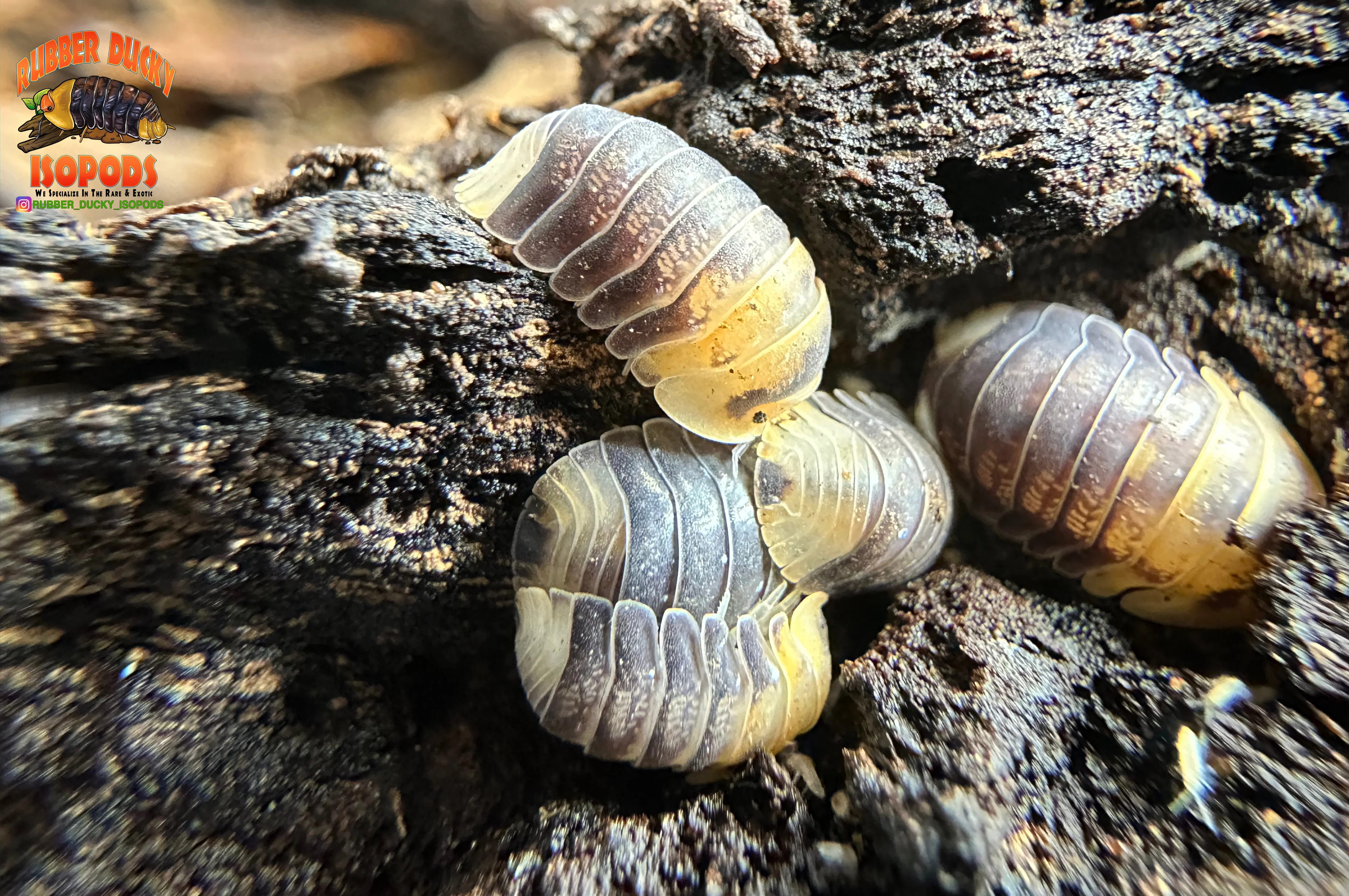 "Emperor Bee" Designer Isopods (Cubaris sp) ULTRA RARE 6 Count - Image 3