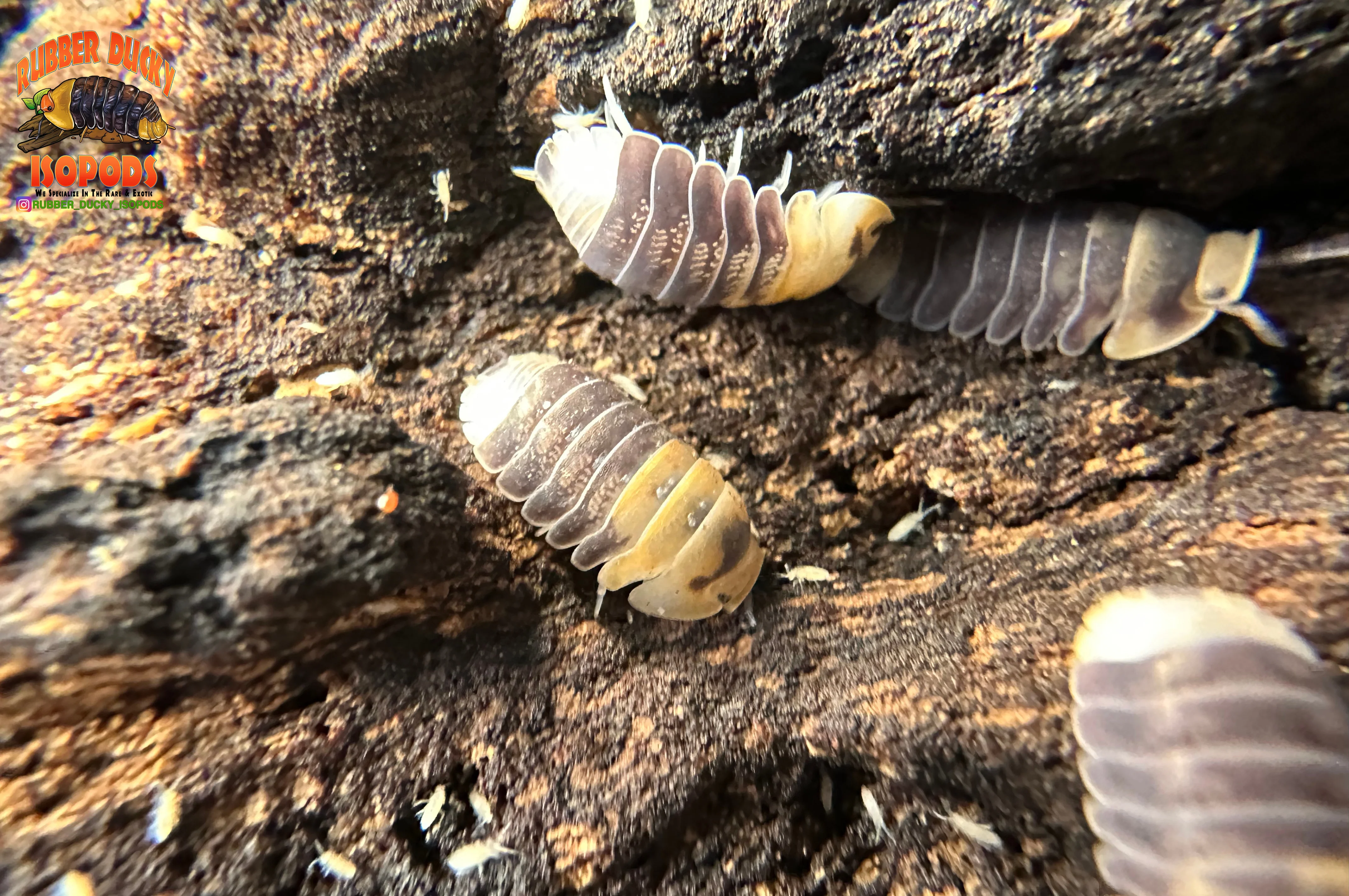 "Emperor Bee" Designer Isopods (Cubaris sp) ULTRA RARE 6 Count - Image 4