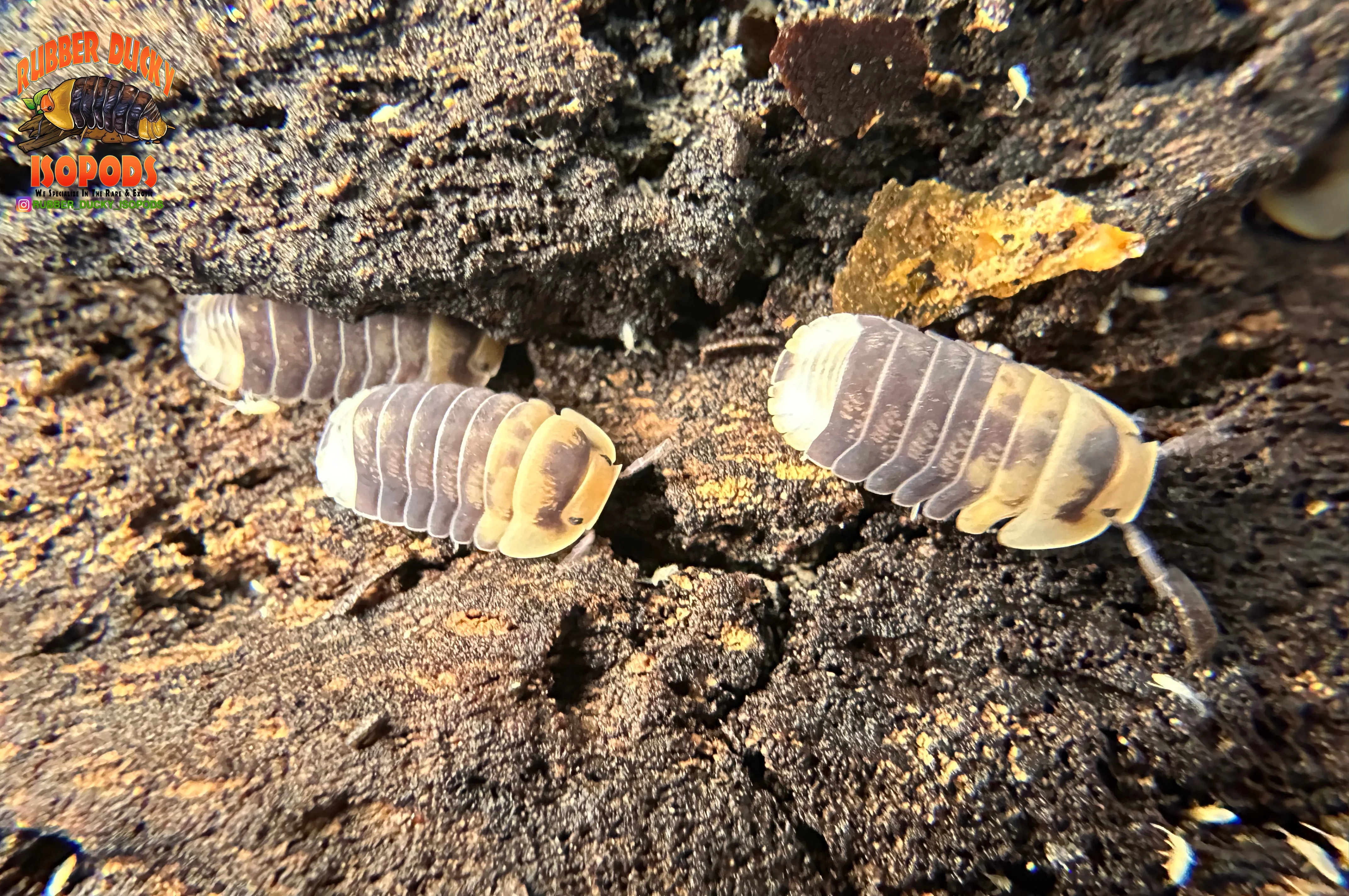 "Emperor Bee" Designer Isopods (Cubaris sp) ULTRA RARE 6 Count - Image 5