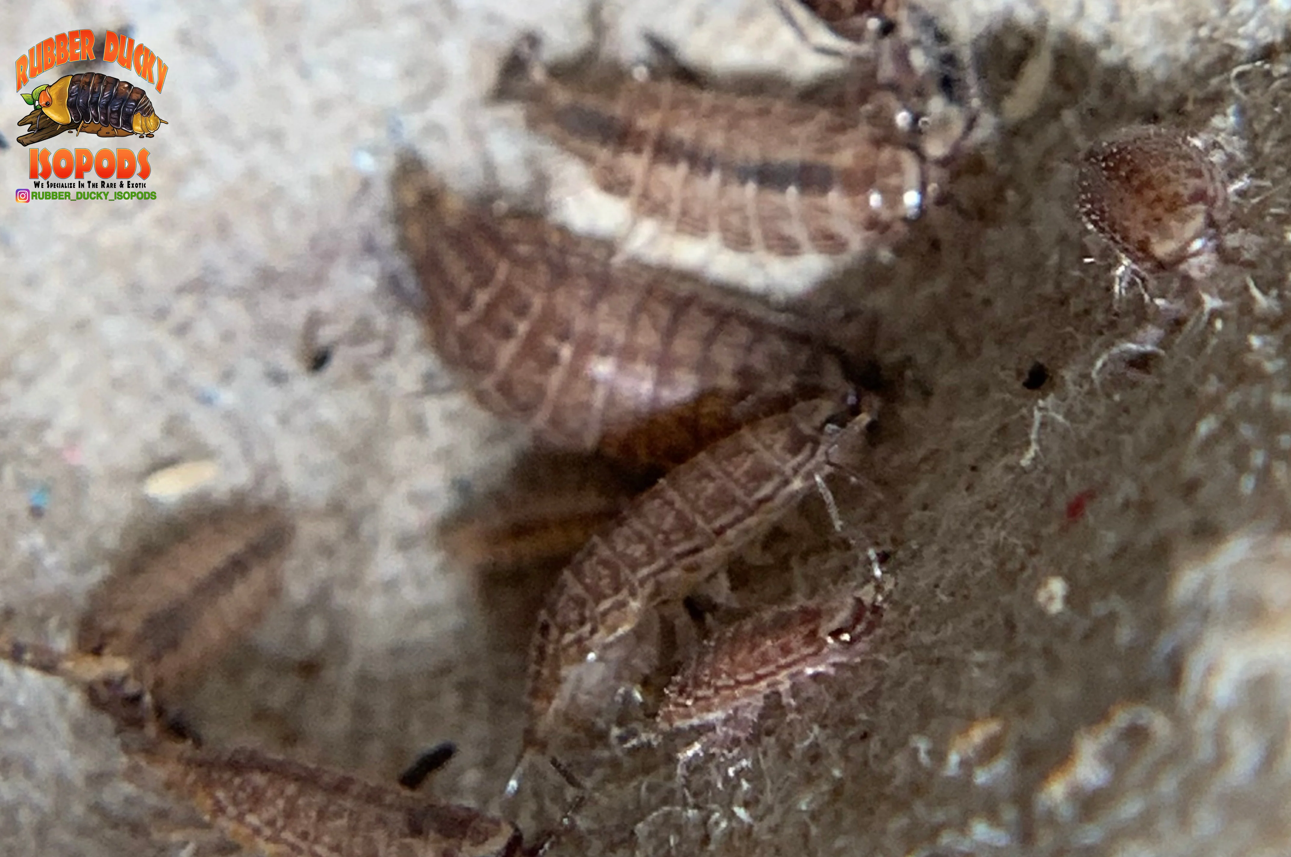 "Florida Fast" FASTEST Isopods On Earth (Atlantoscia floridana) 10+ Count - Image 3