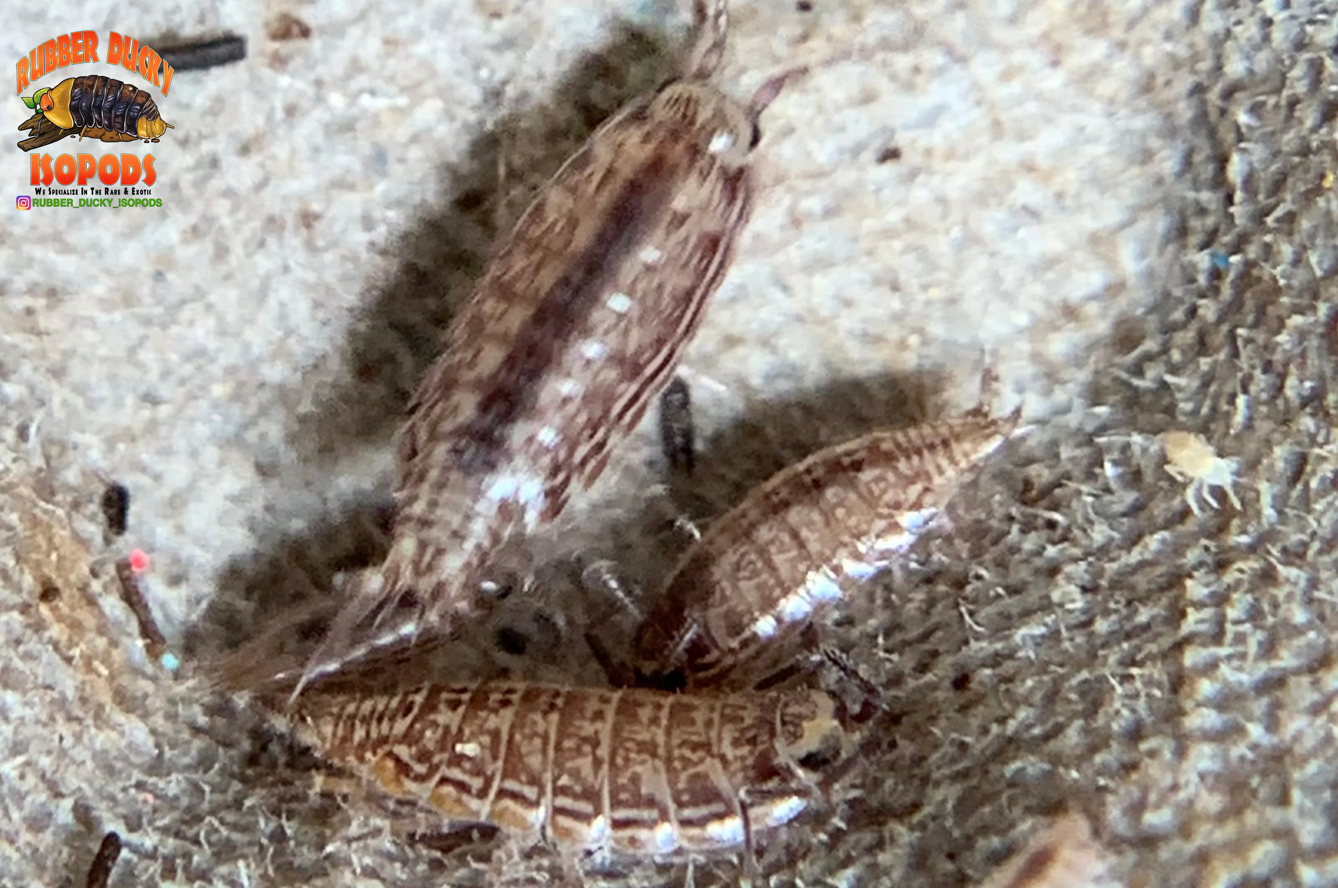 "Florida Fast" FASTEST Isopods On Earth (Atlantoscia floridana) 10+ Count - Image 4