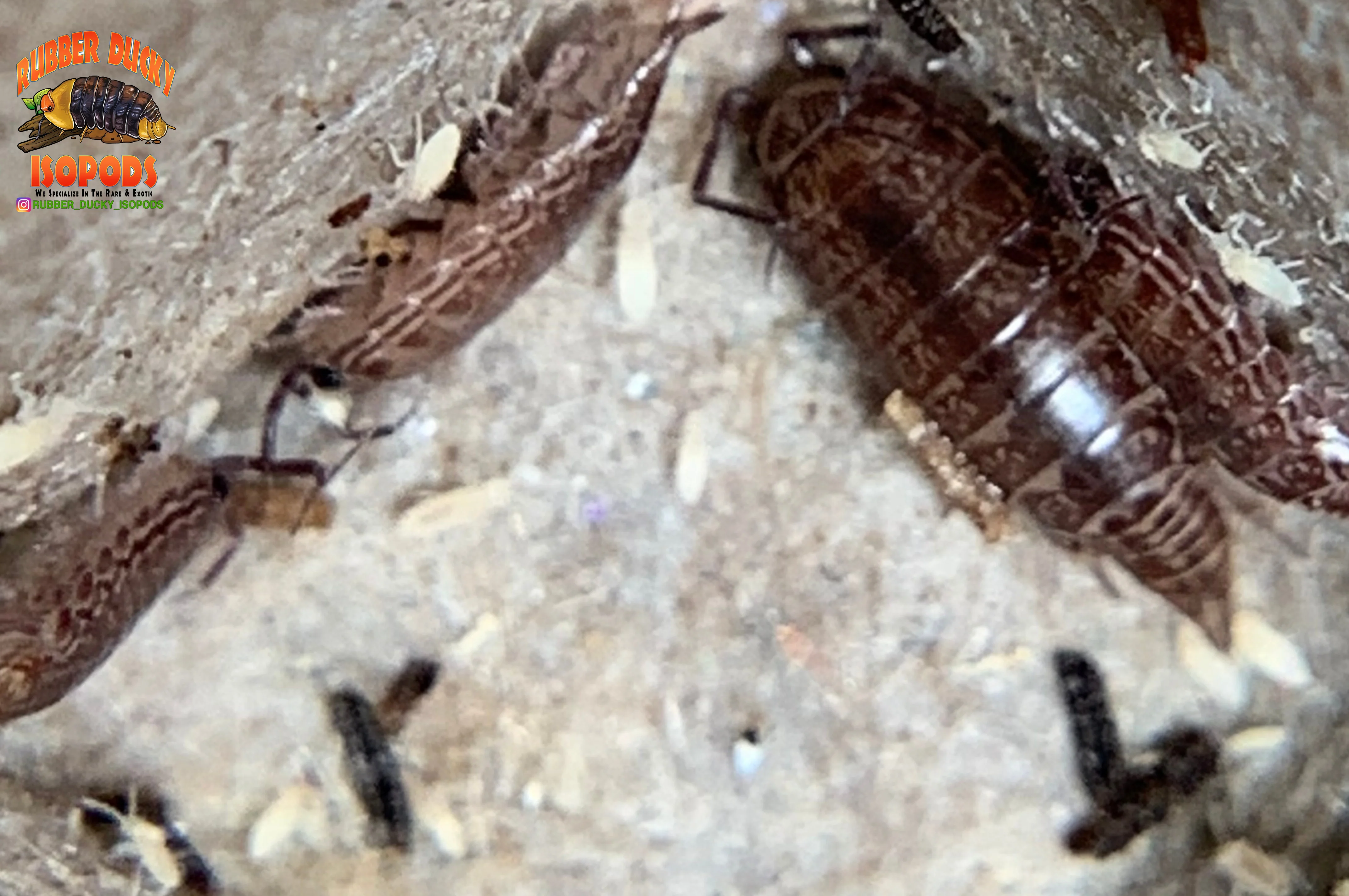 "Florida Fast" FASTEST Isopods On Earth (Atlantoscia floridana) 10+ Count - Image 5