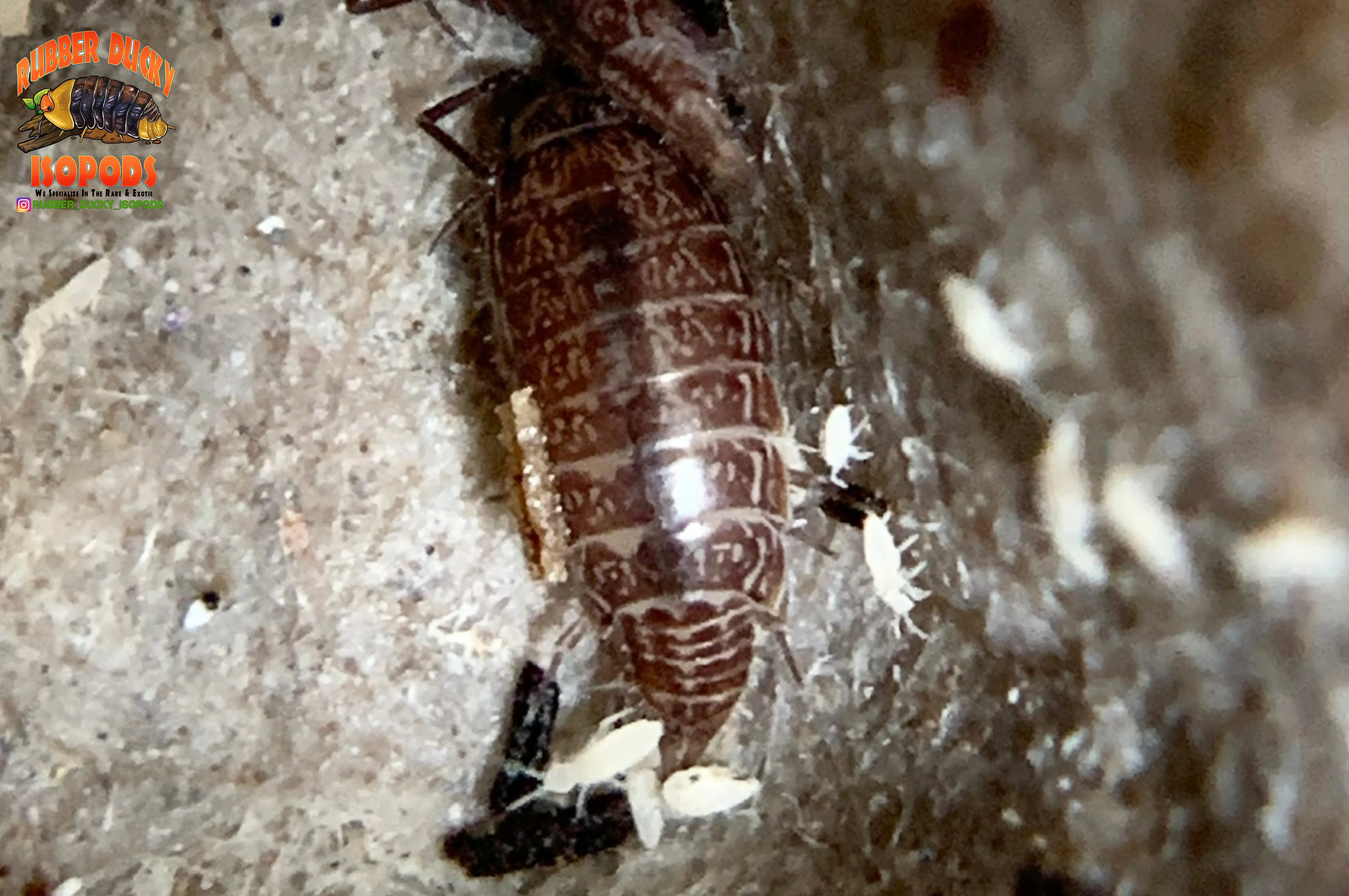 "Florida Fast" FASTEST Isopods On Earth (Atlantoscia floridana) 10+ Count - Image 6