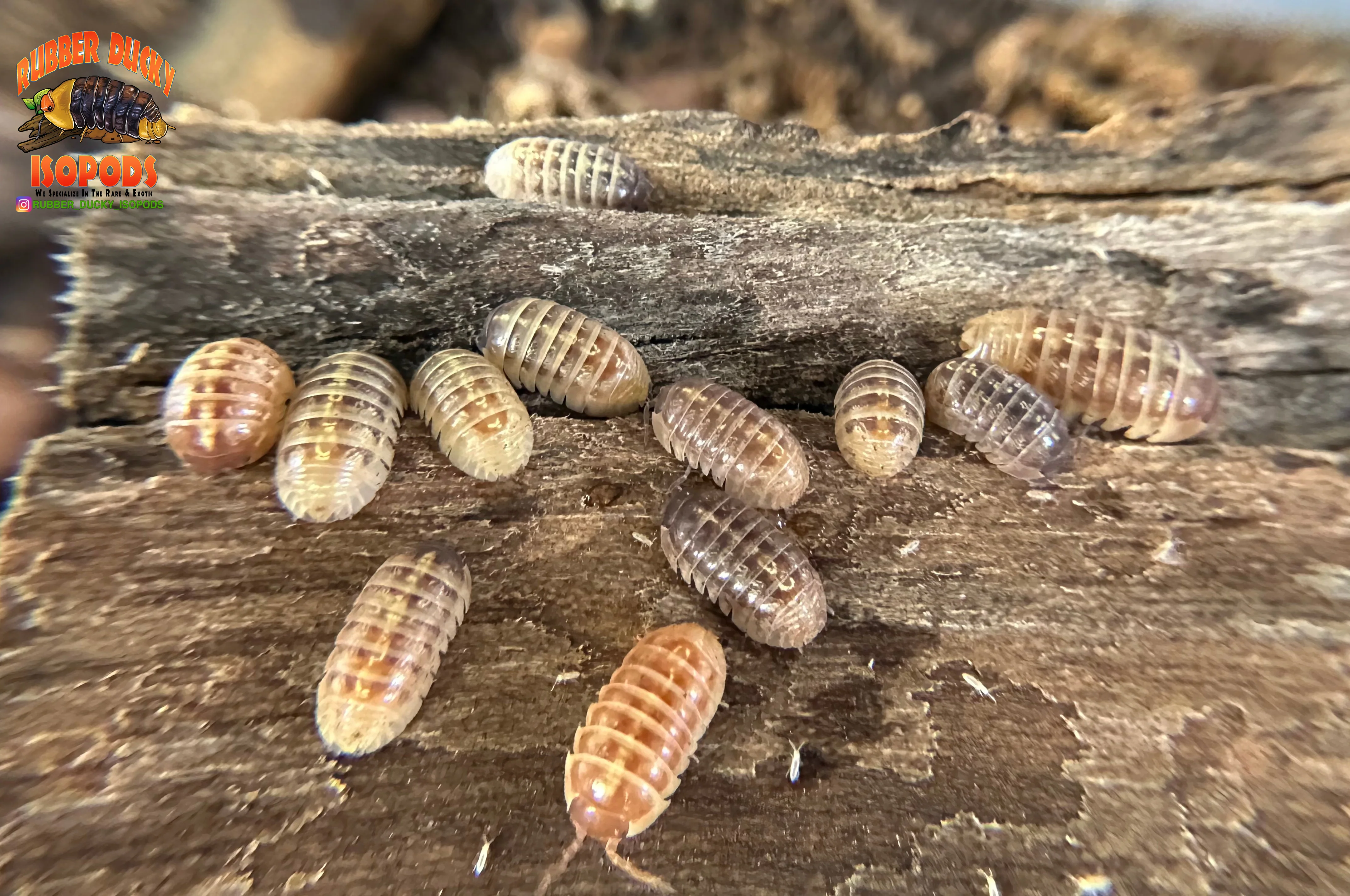 "Gem Mix" Isopods "Mediterranean Line" (Armadillidium vulgare) 10 Count - Image 2