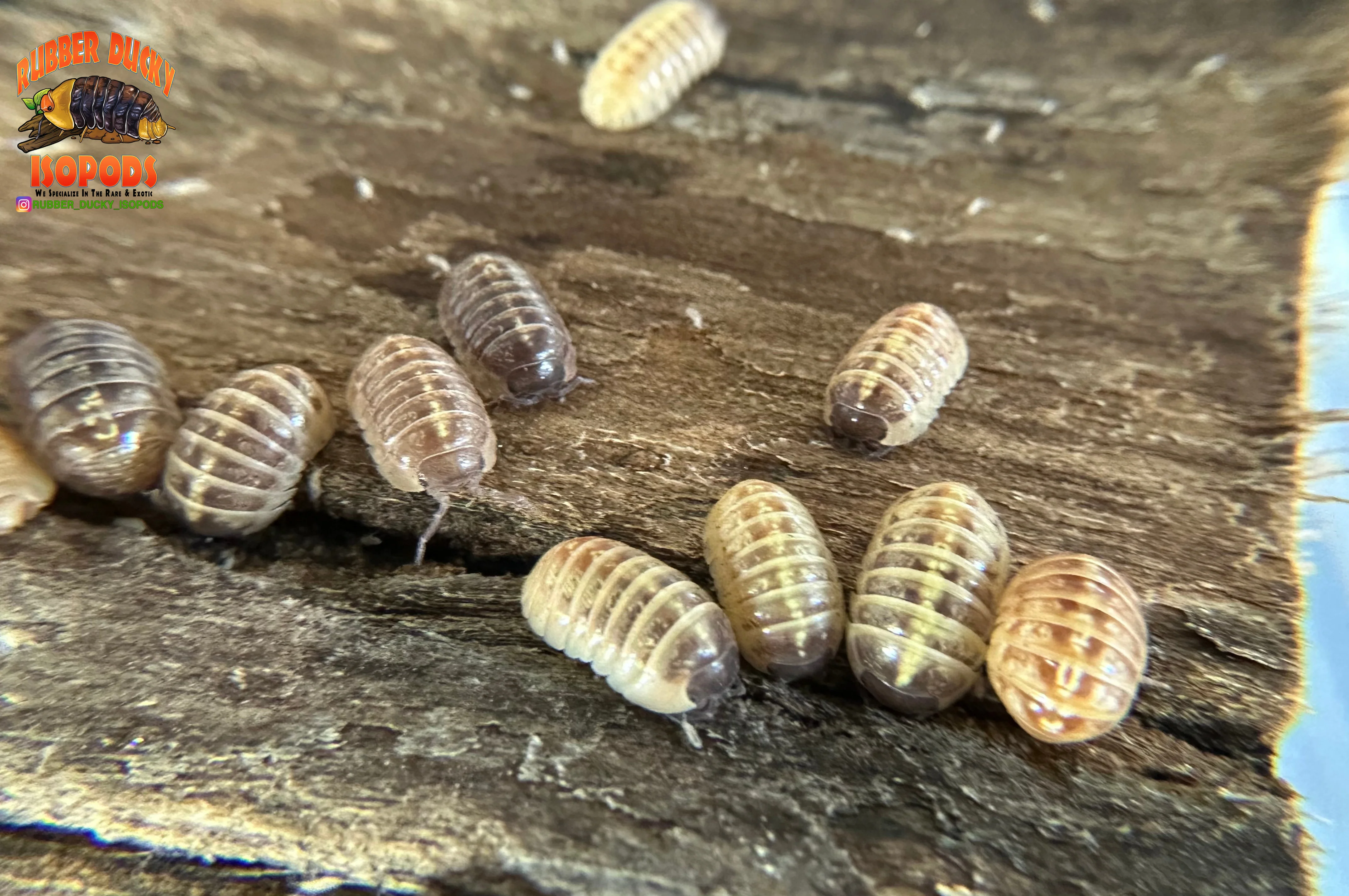 "Gem Mix" Isopods "Mediterranean Line" (Armadillidium vulgare) 10 Count - Image 3