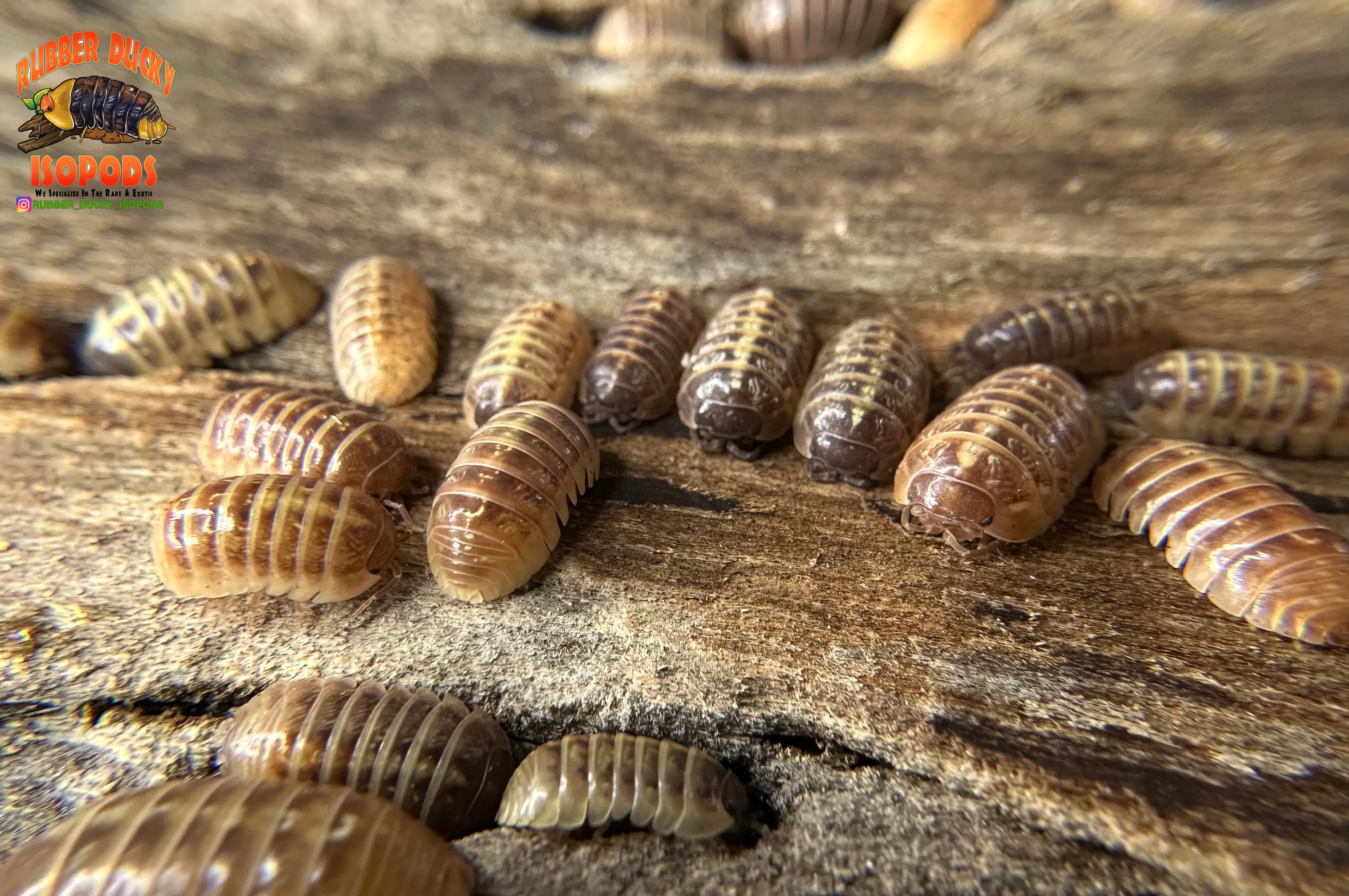 "Gem Mix" Isopods "Mediterranean Line" (Armadillidium vulgare) 10 Count - Image 4